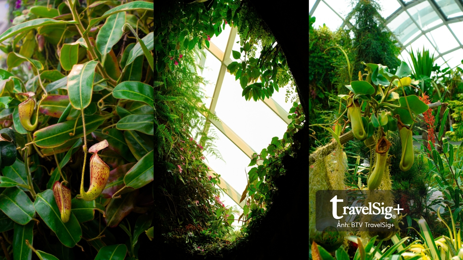 Gardens by the Bay: Khi Singapore cất giấu cả một khu rừng giữa lòng đô thị