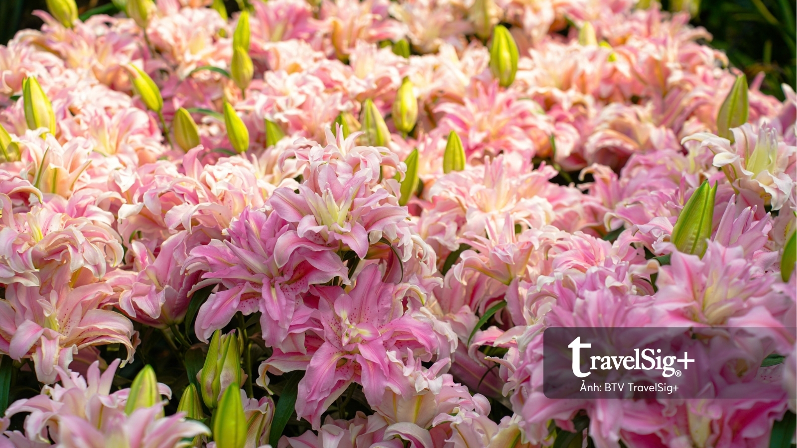 Gardens by the Bay: Khi Singapore cất giấu cả một khu rừng giữa lòng đô thị