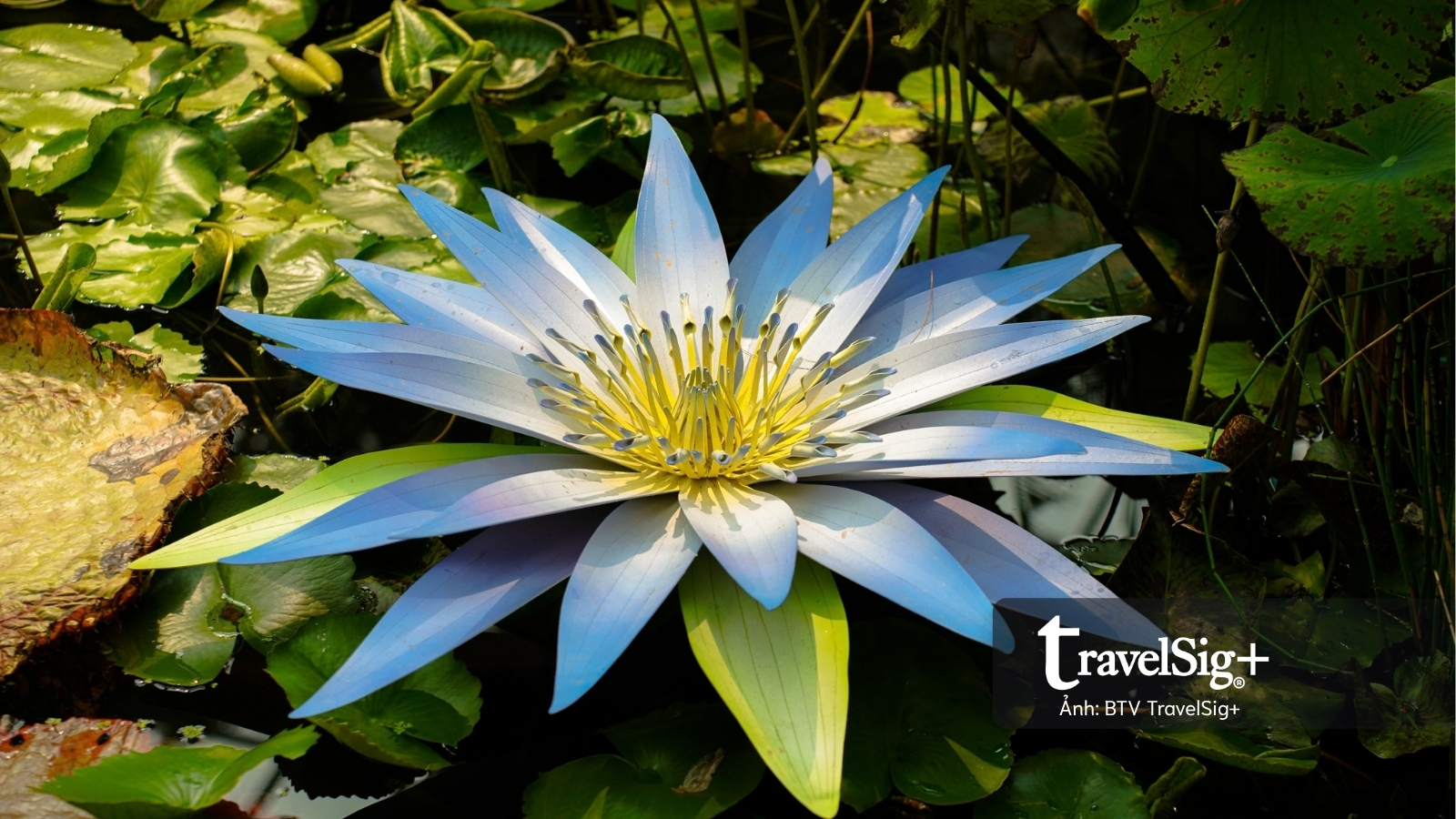 Gardens by the Bay: Khi Singapore cất giấu cả một khu rừng giữa lòng đô thị