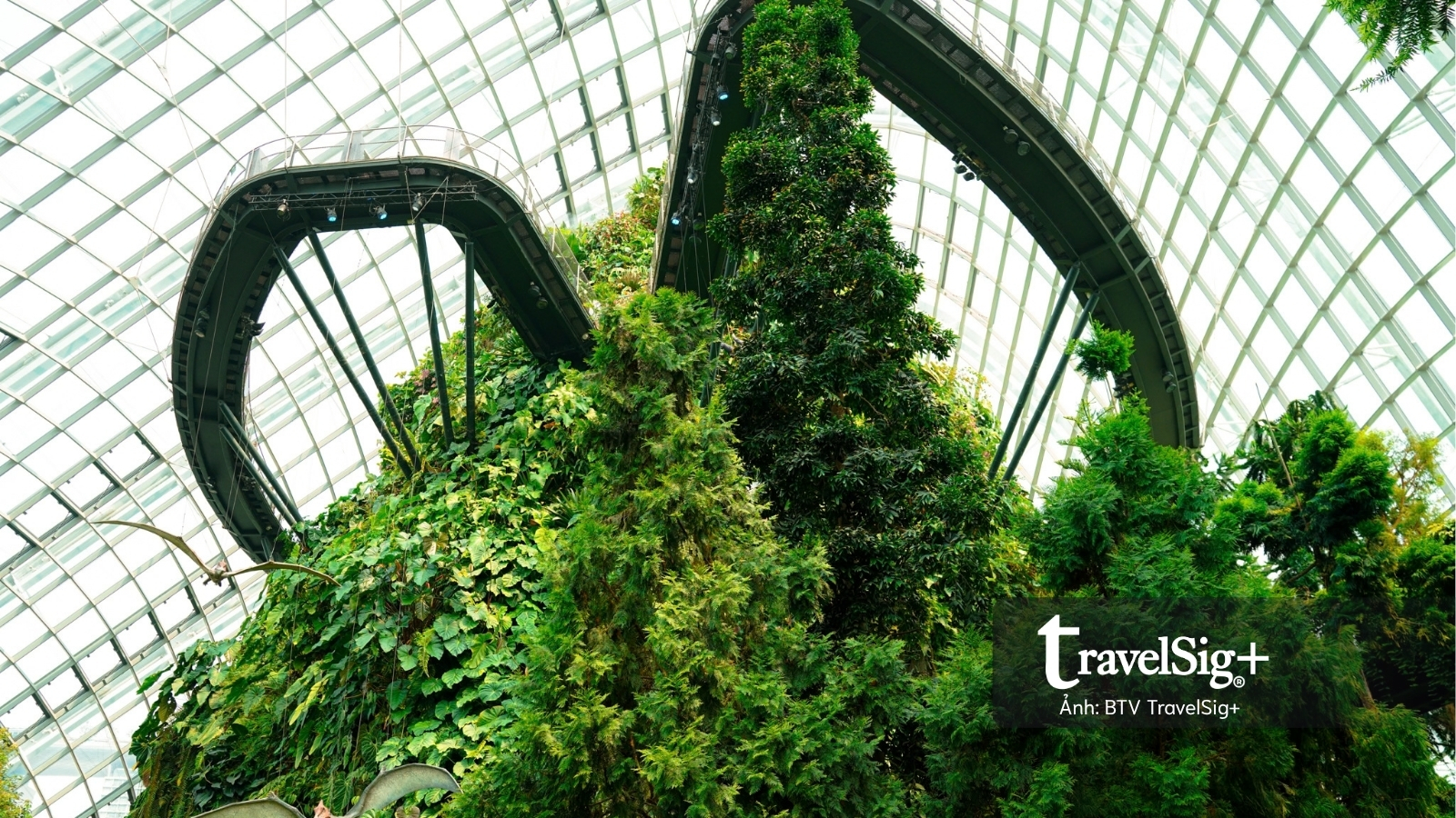 Gardens by the Bay: Khi Singapore cất giấu cả một khu rừng giữa lòng đô thị