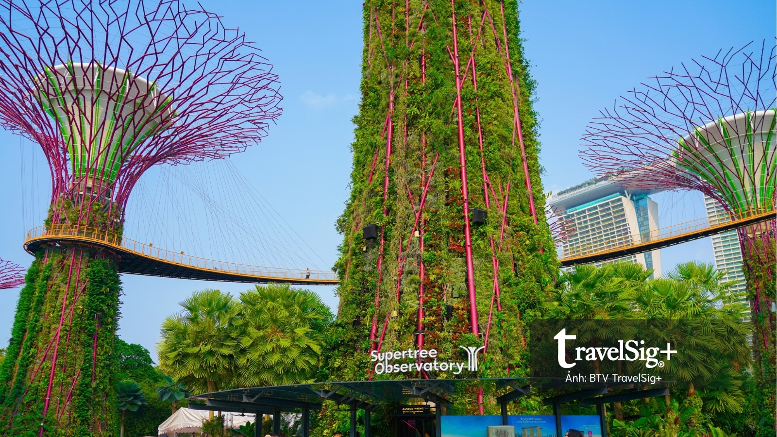 Gardens by the Bay: Khi Singapore cất giấu cả một khu rừng giữa lòng đô thị