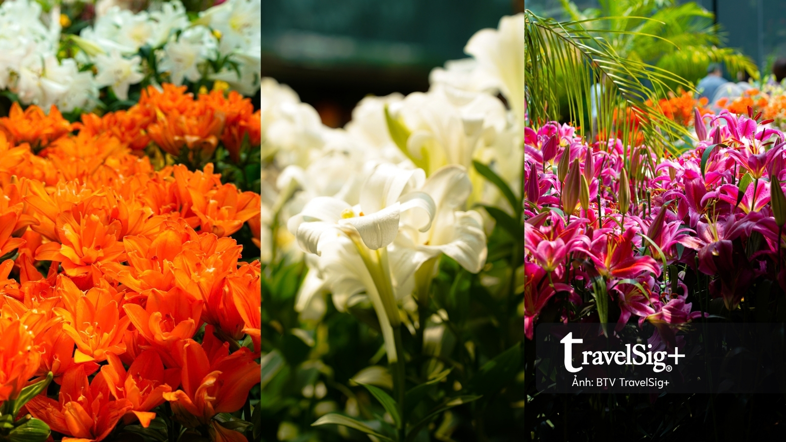 Gardens by the Bay: Khi Singapore cất giấu cả một khu rừng giữa lòng đô thị