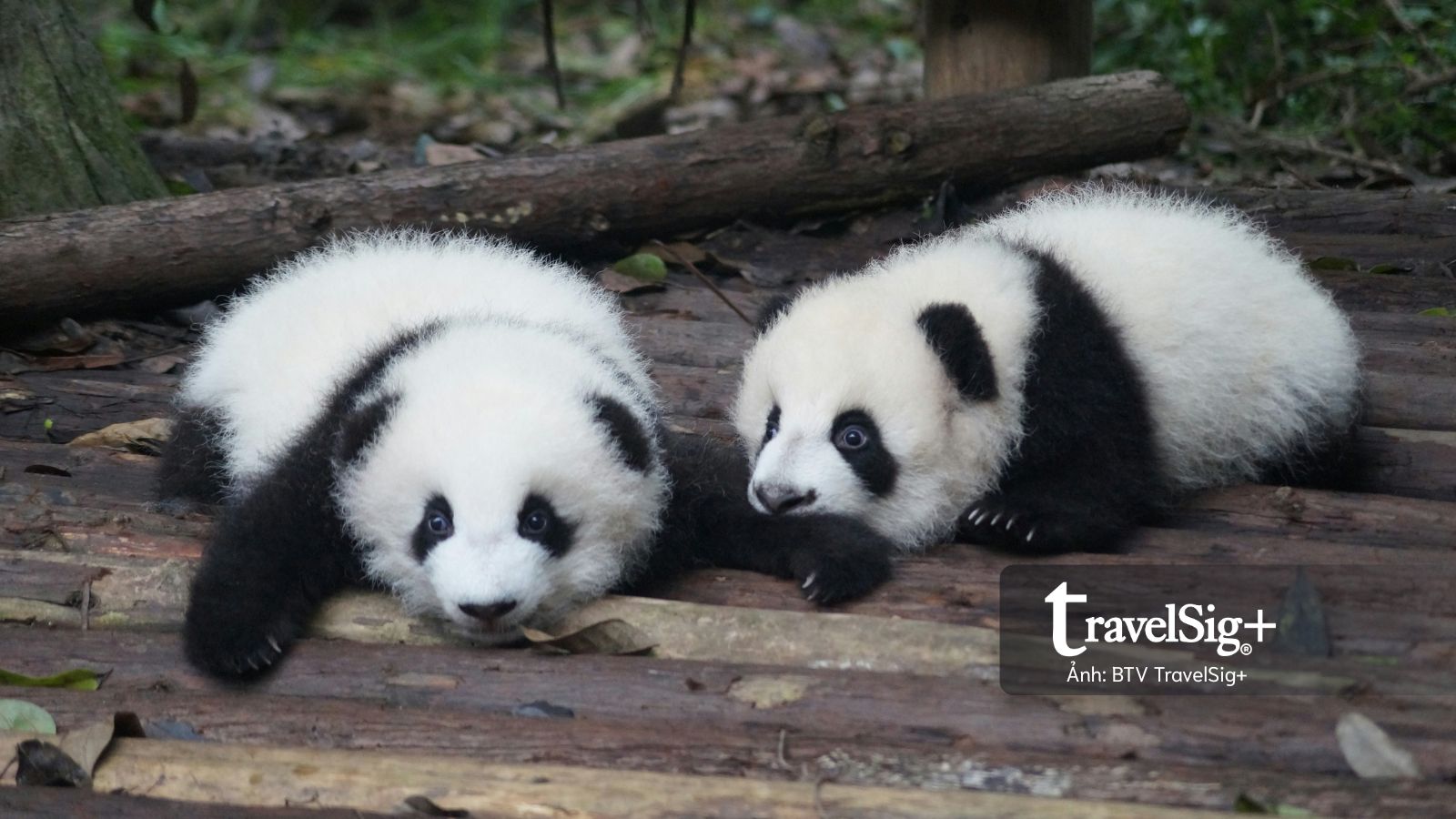 Giải mã Thành Đô qua hình ảnh gấu trúc và văn hoá trà nghìn năm