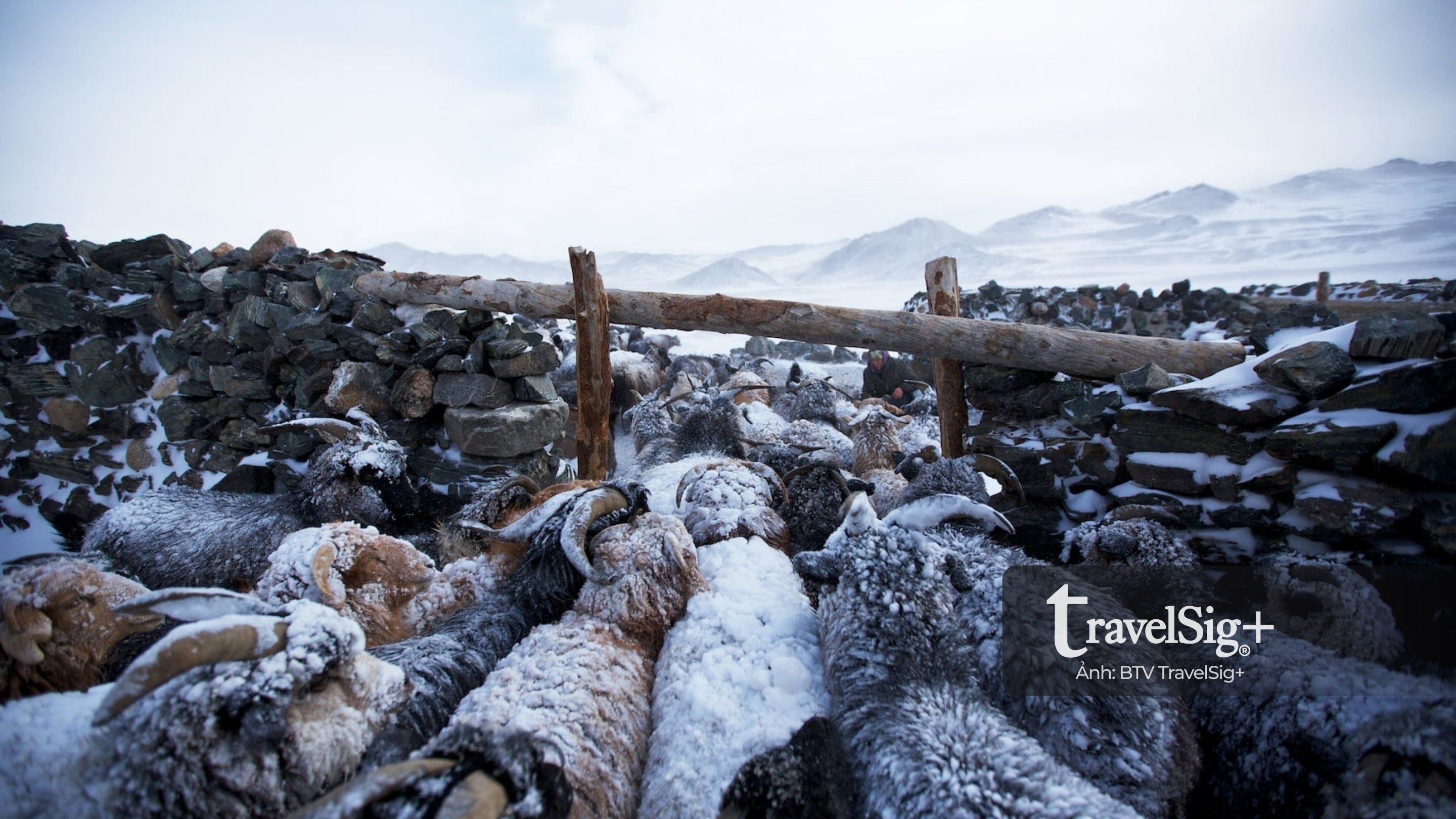 Giữa Altai, khi sói vừa là “thần linh” vừa là phép thử sinh tồn của người du mục Kazakhstan