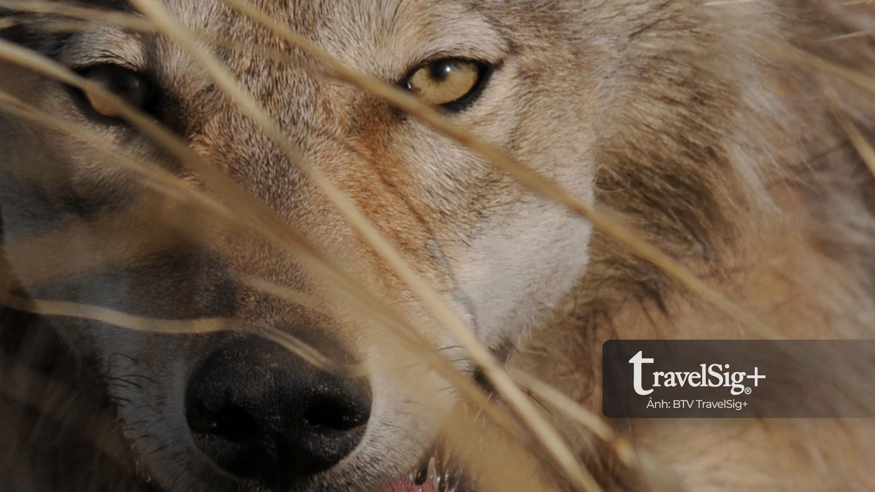 Giữa Altai, khi sói vừa là “thần linh” vừa là phép thử sinh tồn của người du mục Kazakhstan