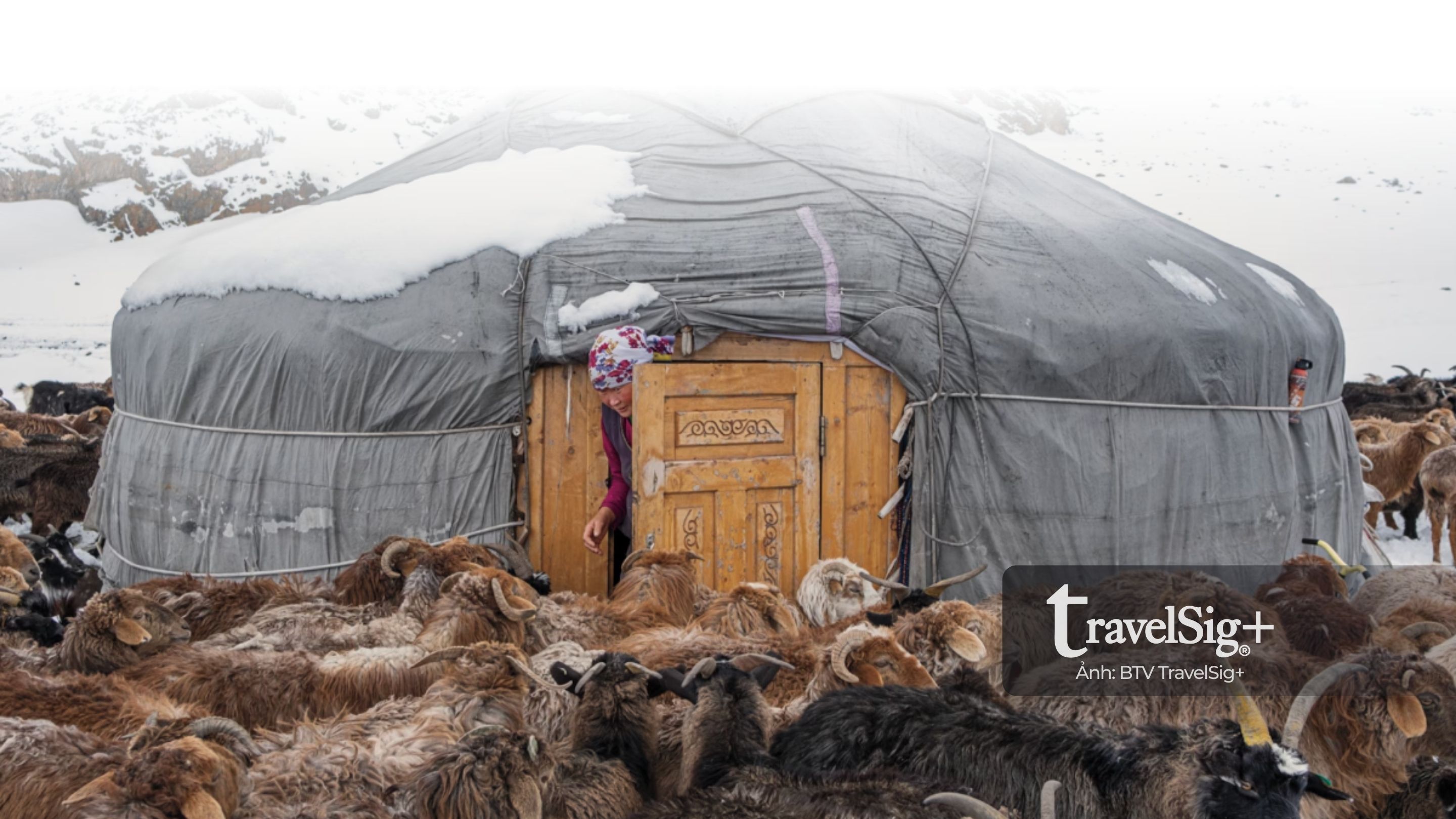 Giữa Altai, khi sói vừa là “thần linh” vừa là phép thử sinh tồn của người du mục Kazakhstan