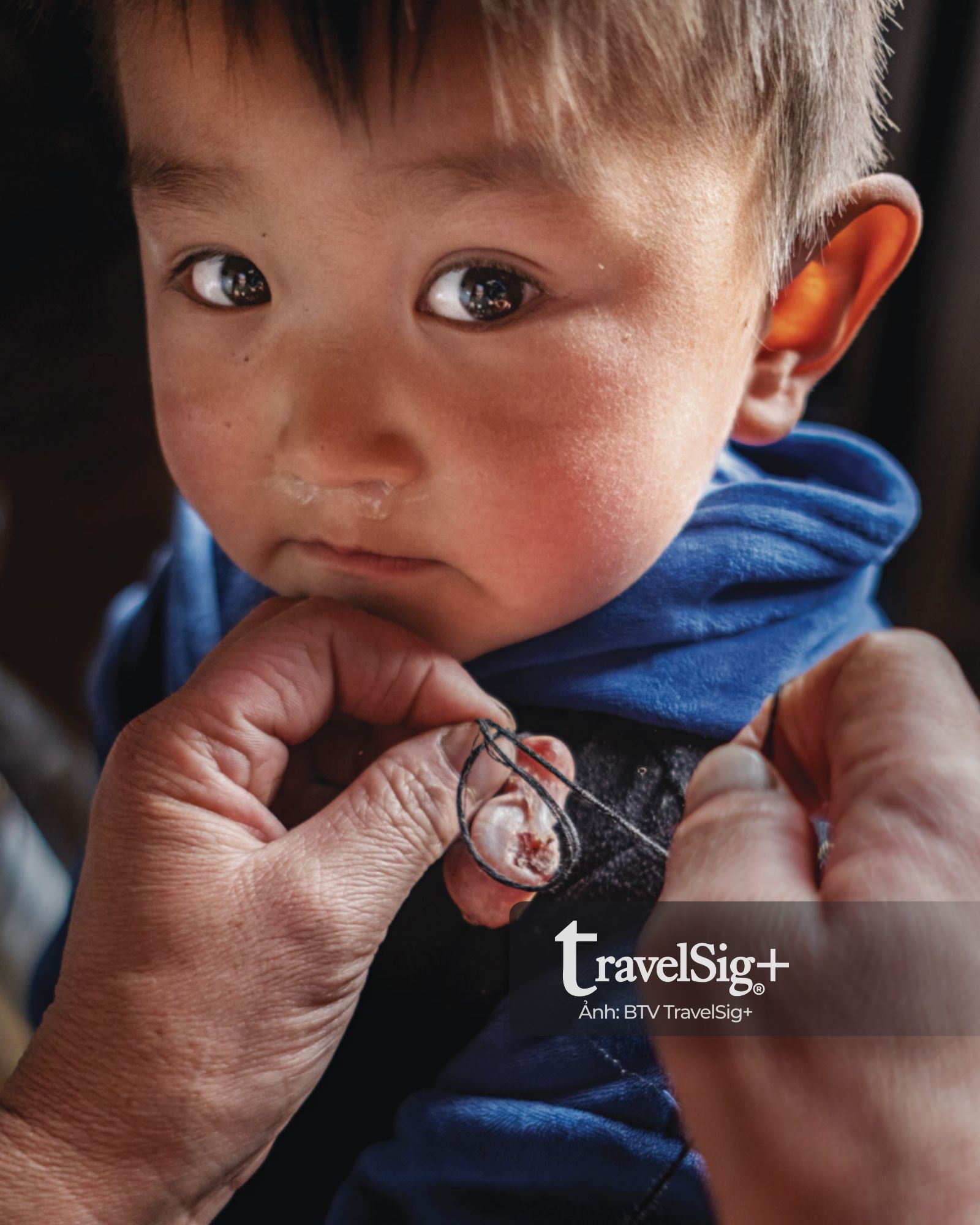 Giữa Altai, khi sói vừa là “thần linh” vừa là phép thử sinh tồn của người du mục Kazakhstan