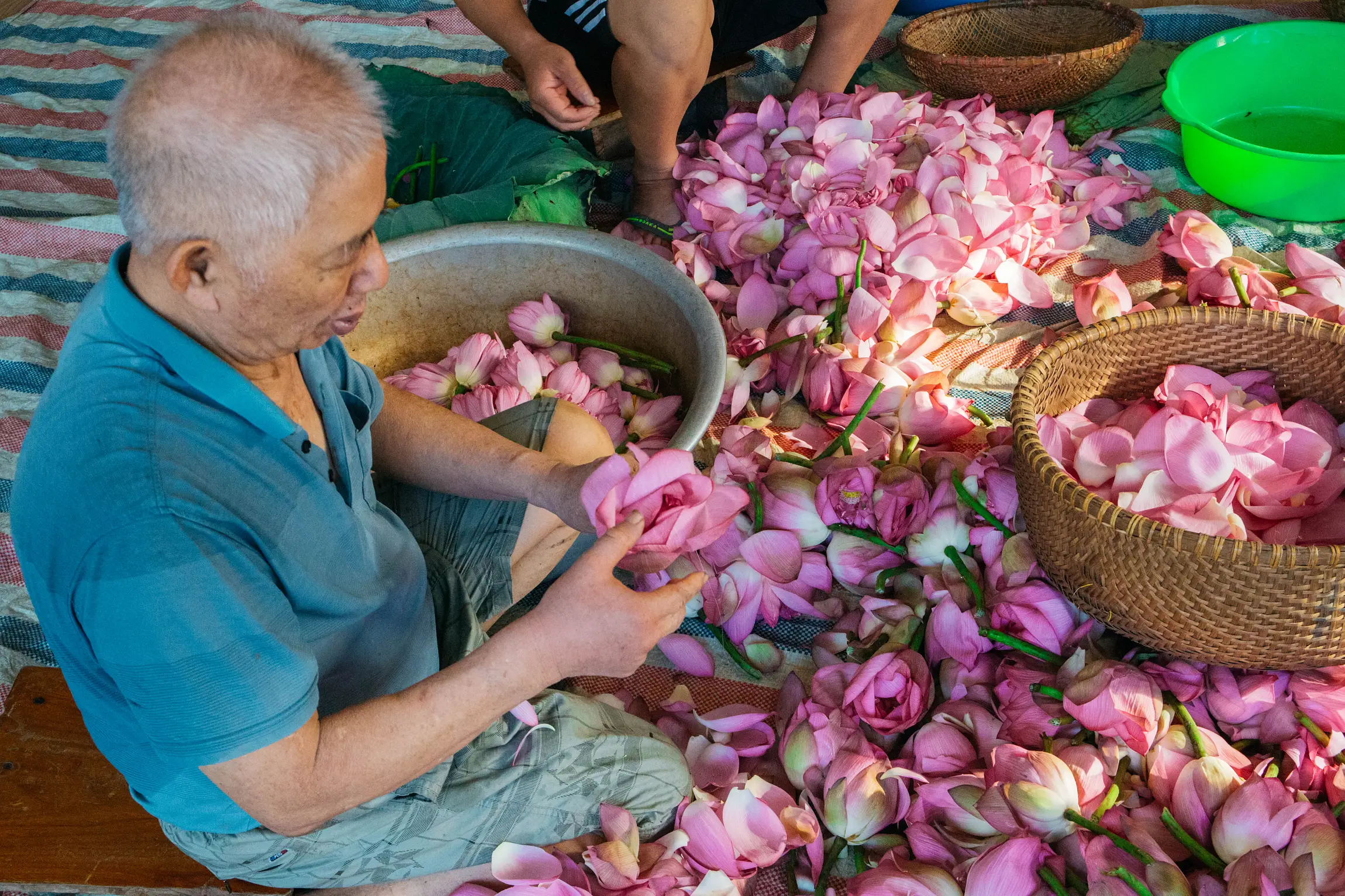 Hà Nội phát triển tour du lịch gắn liền với sản phẩm từ sen