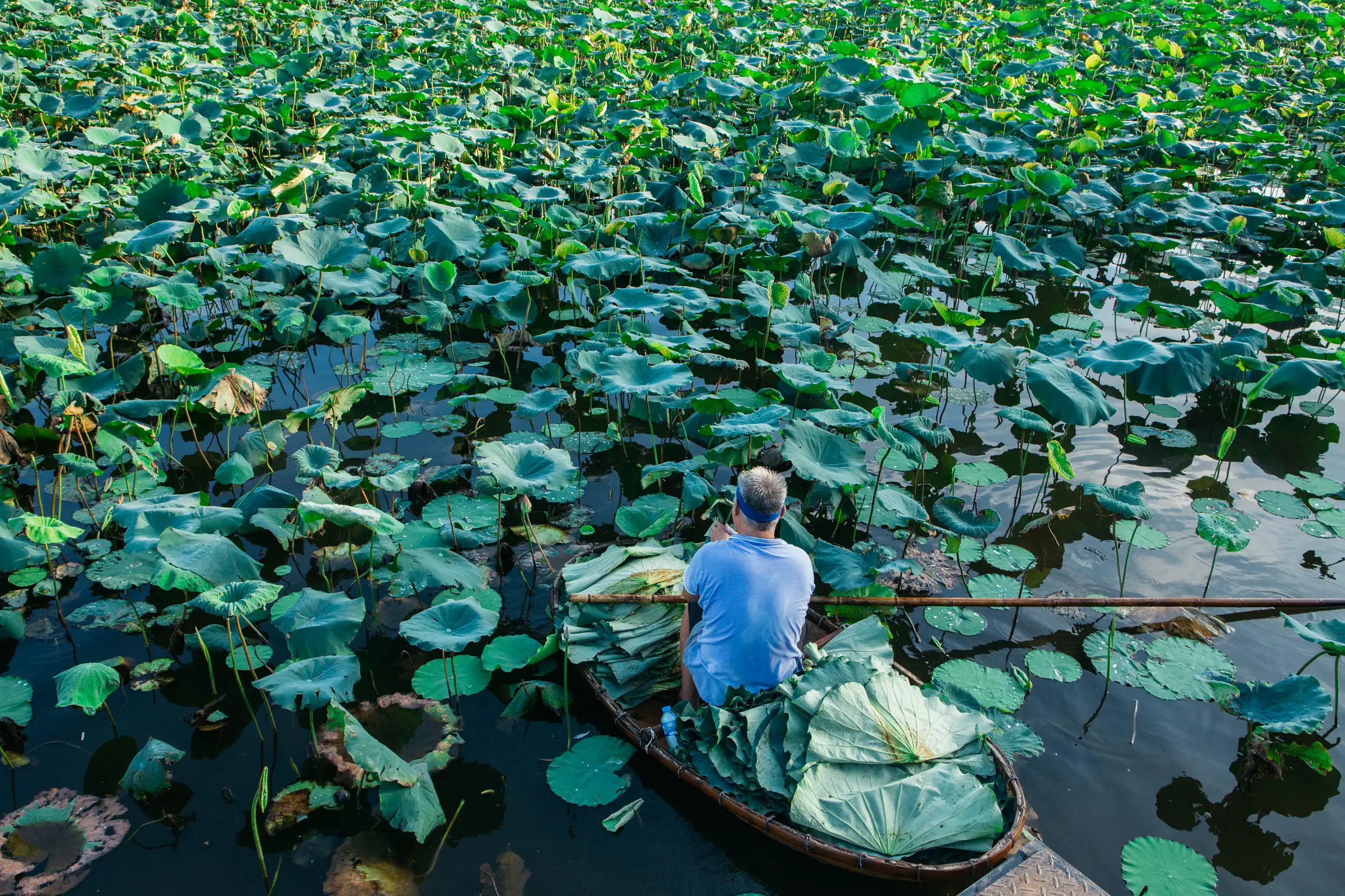 Hà Nội phát triển tour du lịch gắn liền với sản phẩm từ sen