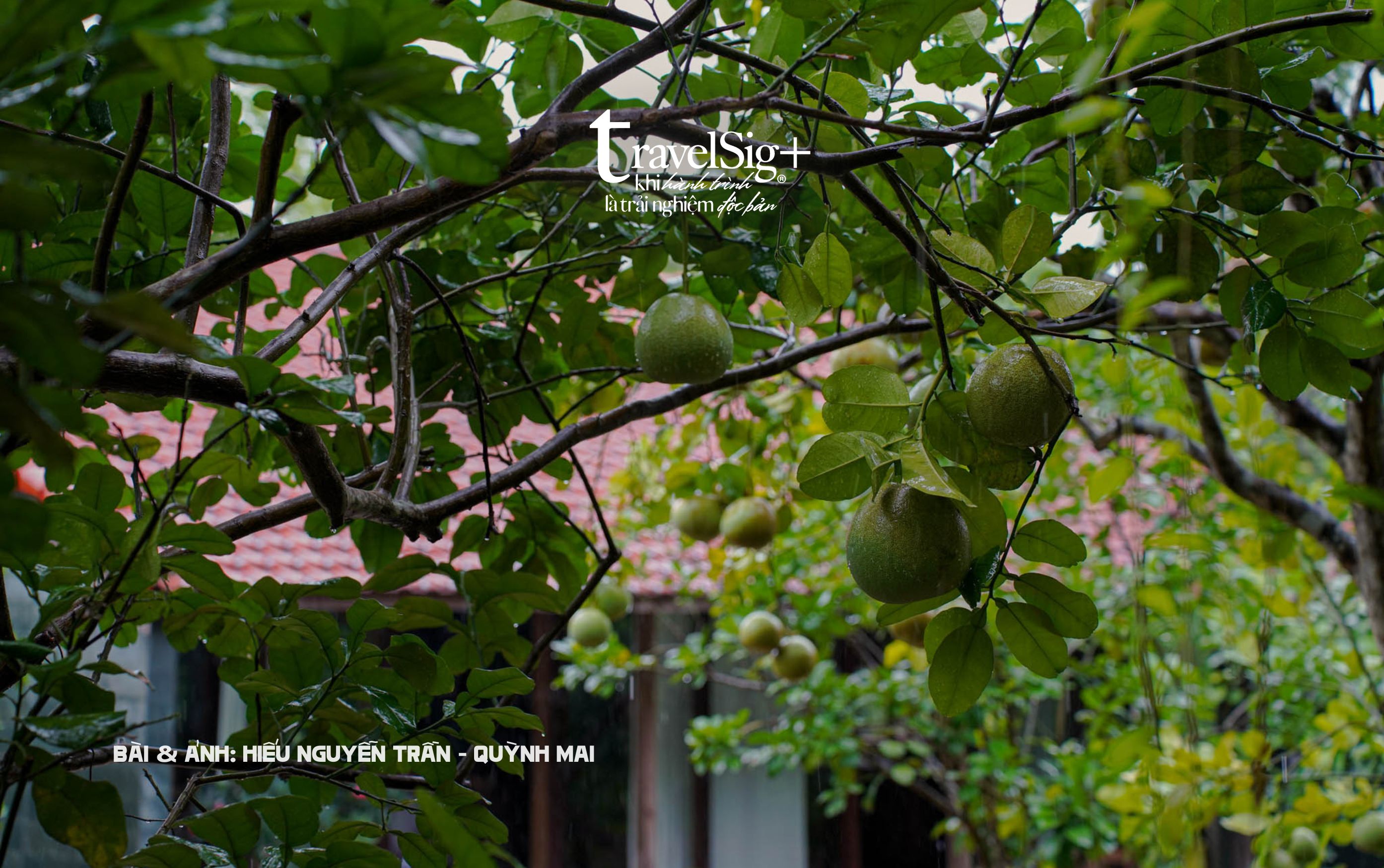Hachi Homestay - Nơi Huế xưa thì thầm trong từng hương bưởi