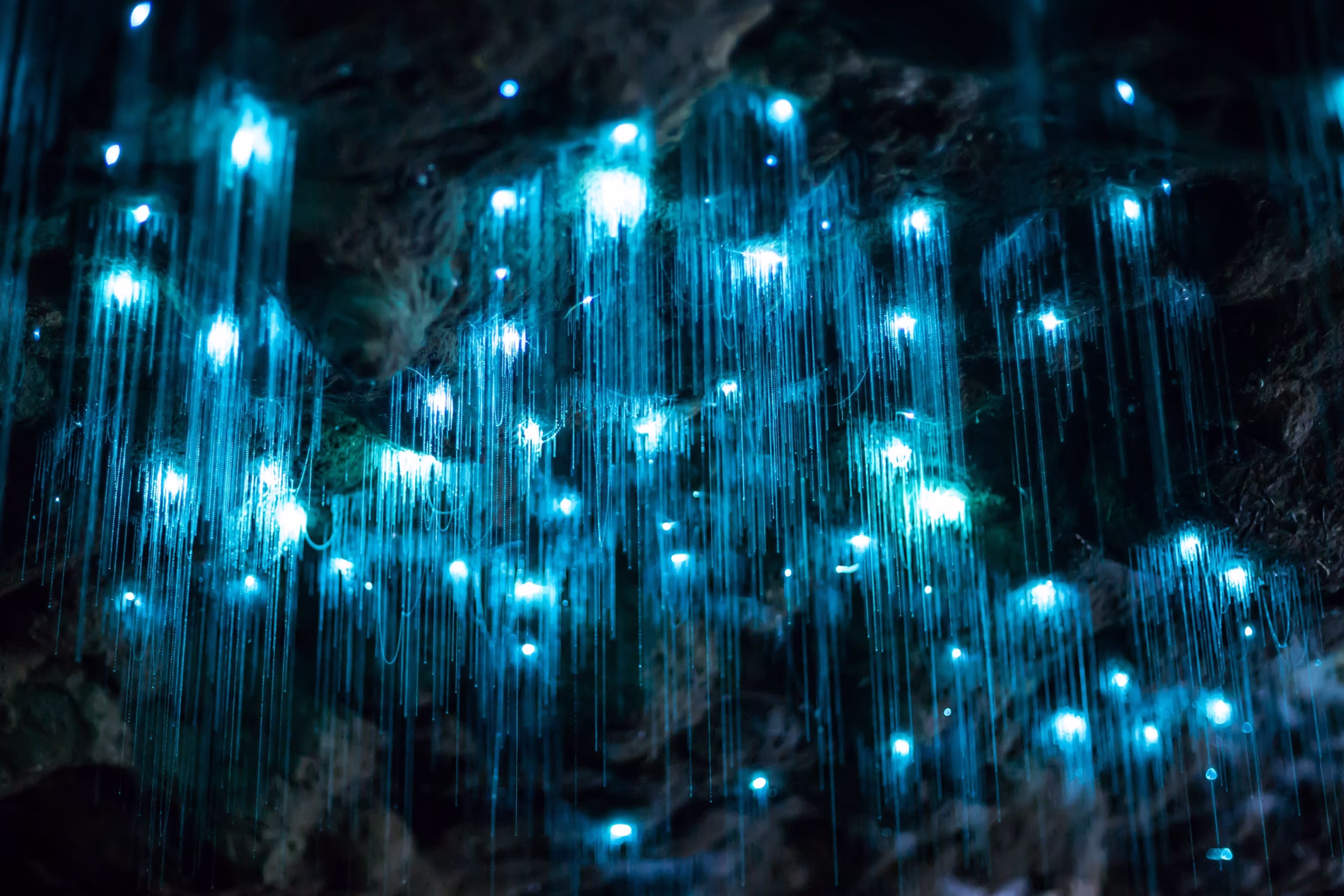 Hang động Waitomo Glowworm, ánh sáng huyền ảo của New Zealand