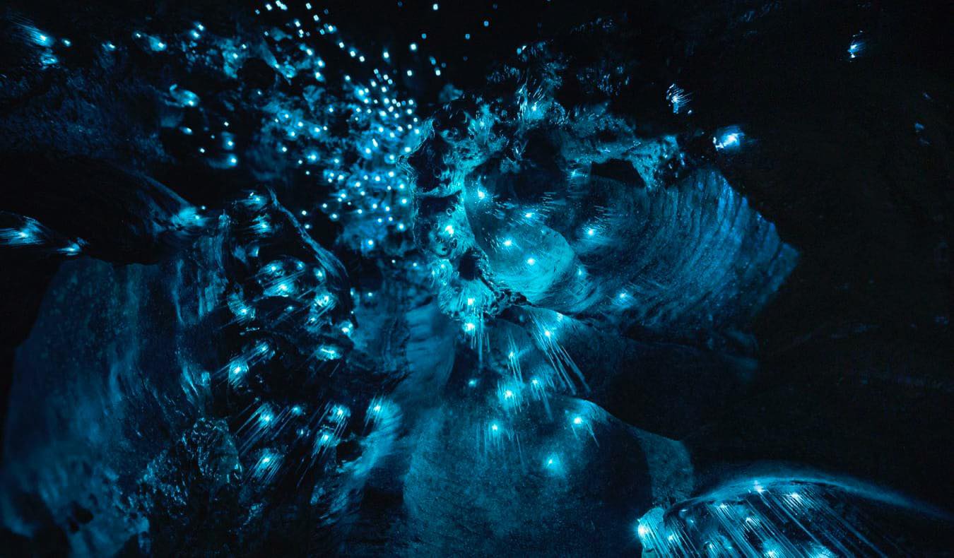 Hang động Waitomo Glowworm, ánh sáng huyền ảo của New Zealand