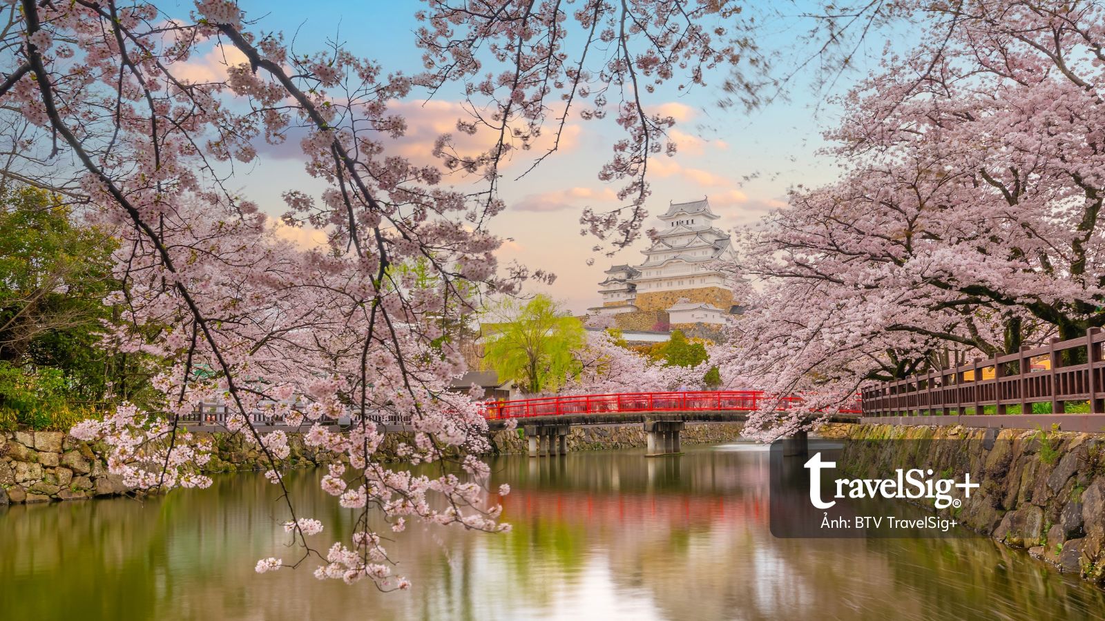 Hoa anh đào Nhật Bản nở sớm: Du khách cần lưu ý những gì trước chuyến đi?