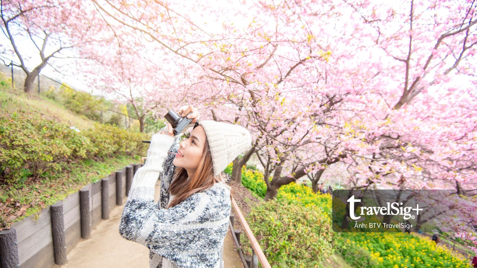 Hoa anh đào Nhật Bản nở sớm: Du khách cần lưu ý những gì trước chuyến đi?