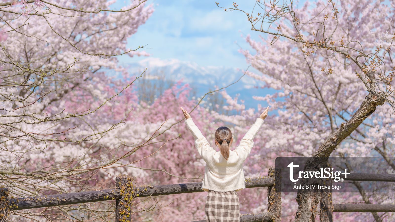 Hoa anh đào Nhật Bản nở sớm: Du khách cần lưu ý những gì trước chuyến đi?