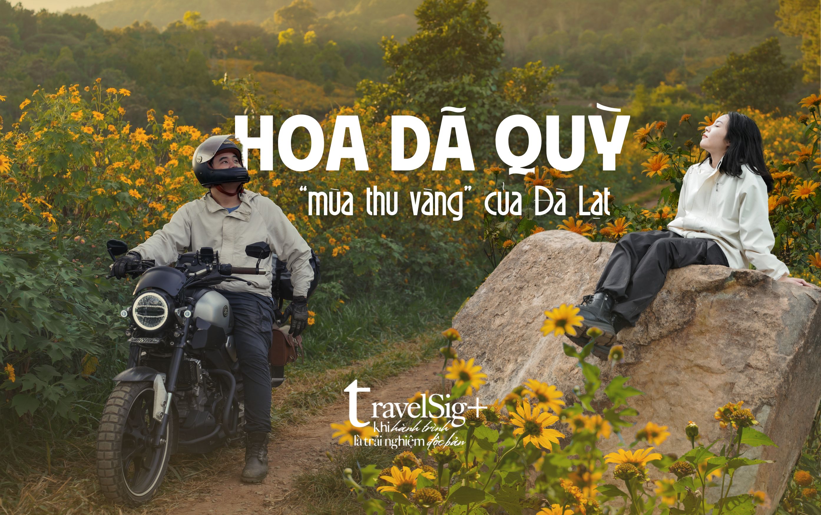 Hoa dã quỳ, “mùa thu vàng” của Đà Lạt