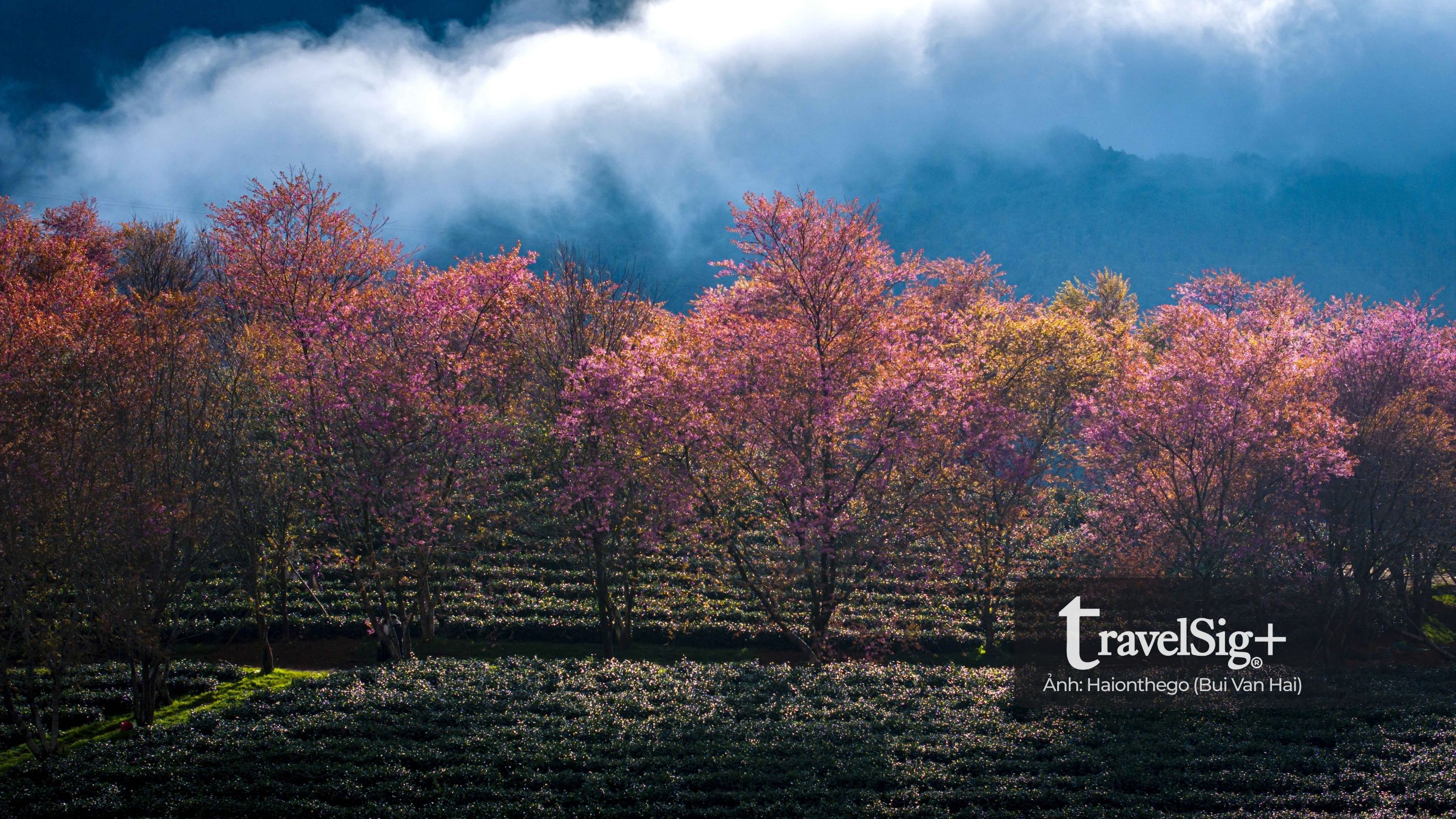 Hồi ức vẻ đẹp đồi chè Ô Long ở Sapa