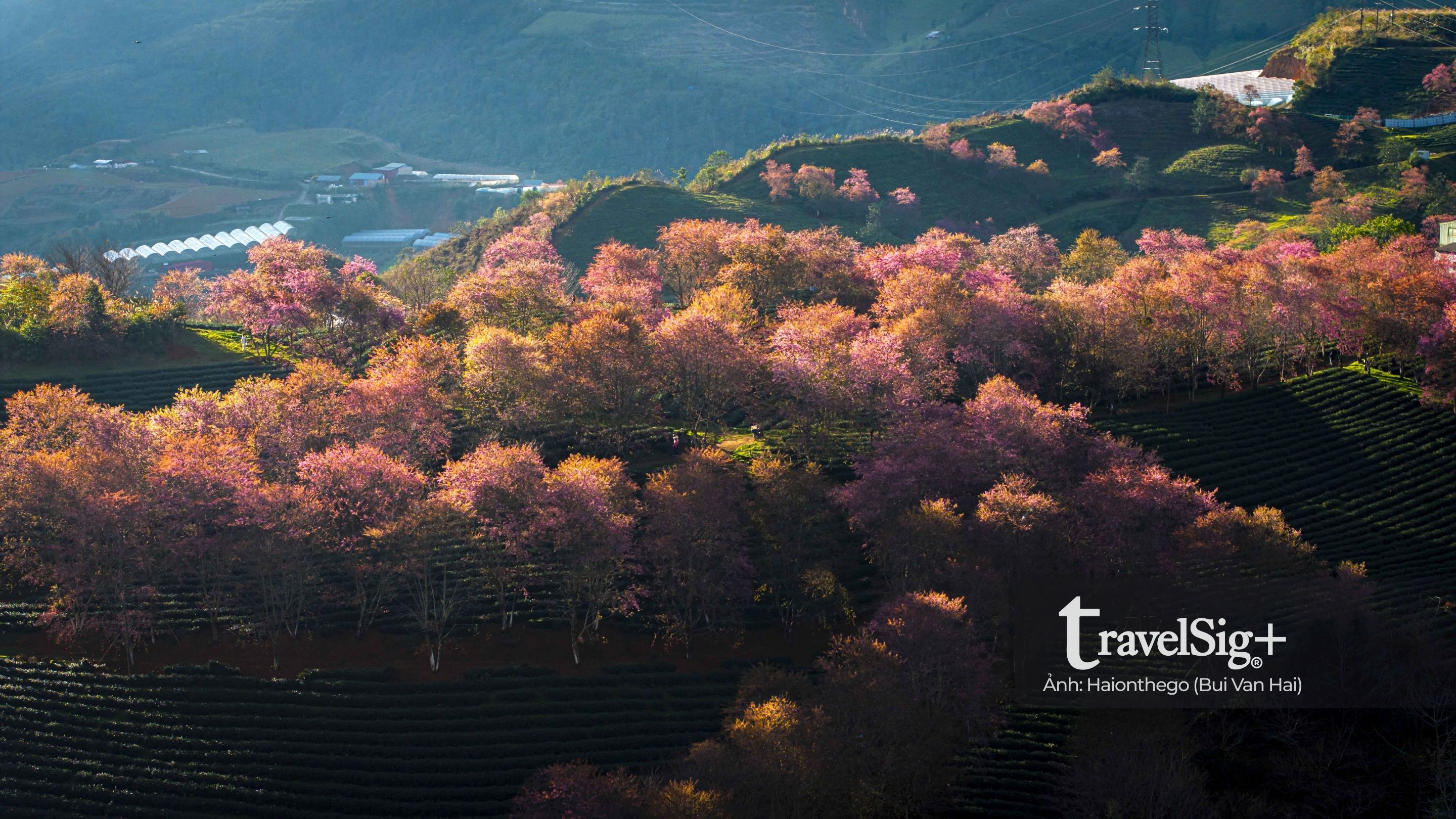 Hồi ức vẻ đẹp đồi chè Ô Long ở Sapa