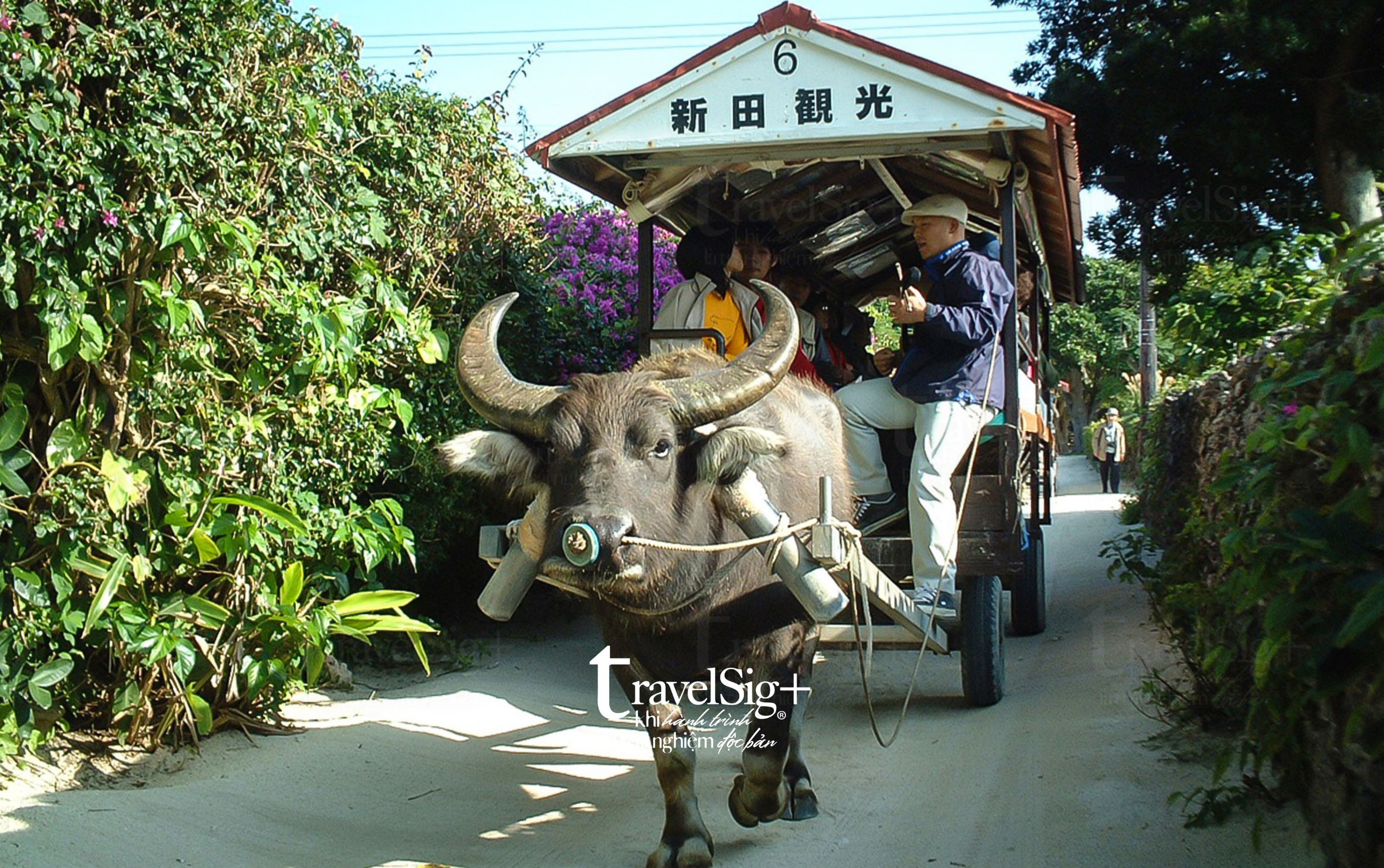 Hương vị mùa hè tuyệt đẹp trên quần đảo Ryukyu, Nhật Bản