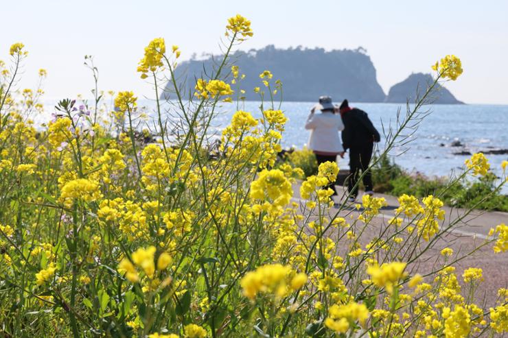 Jeju xem xét áp dụng thuế du lịch sinh thái, giải pháp bảo vệ tài nguyên trước làn sóng du khách