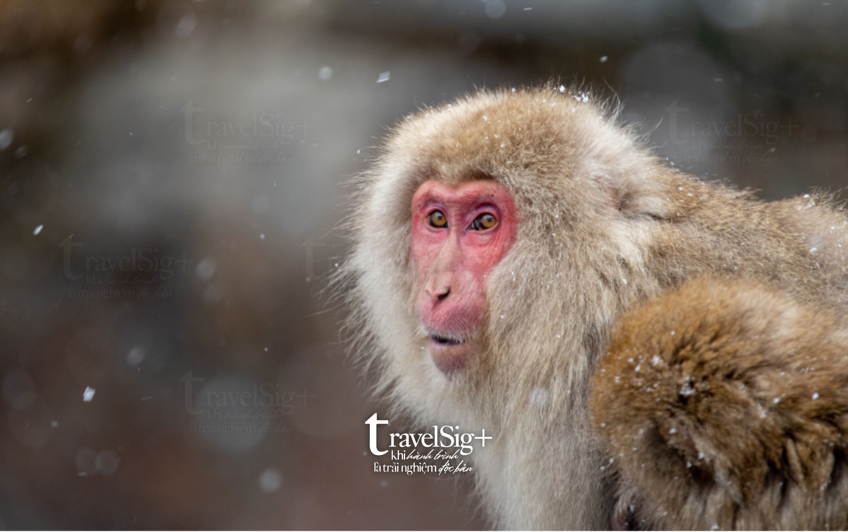 Jigokudani Snow Monkey Park, vũ điệu của thiên nhiên mùa đông