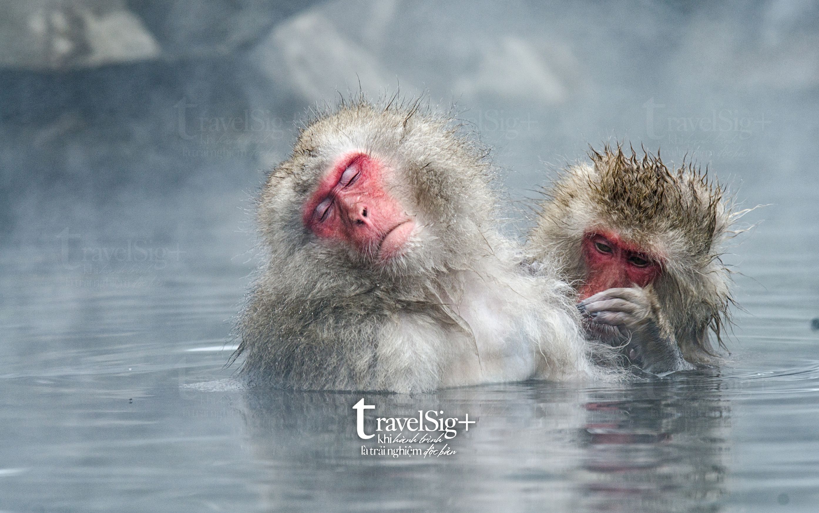 Jigokudani Snow Monkey Park, vũ điệu của thiên nhiên mùa đông