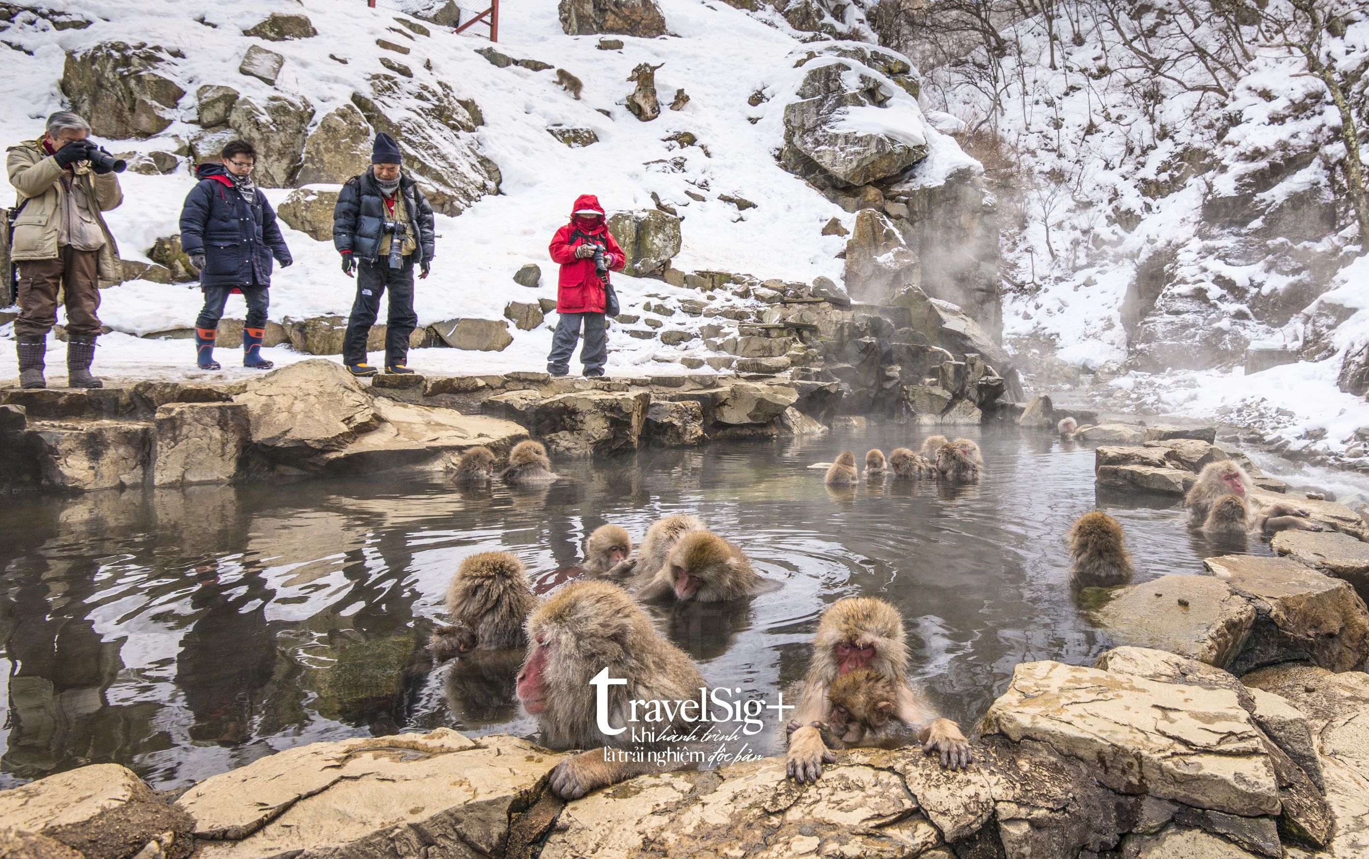 Jigokudani Snow Monkey Park, vũ điệu của thiên nhiên mùa đông