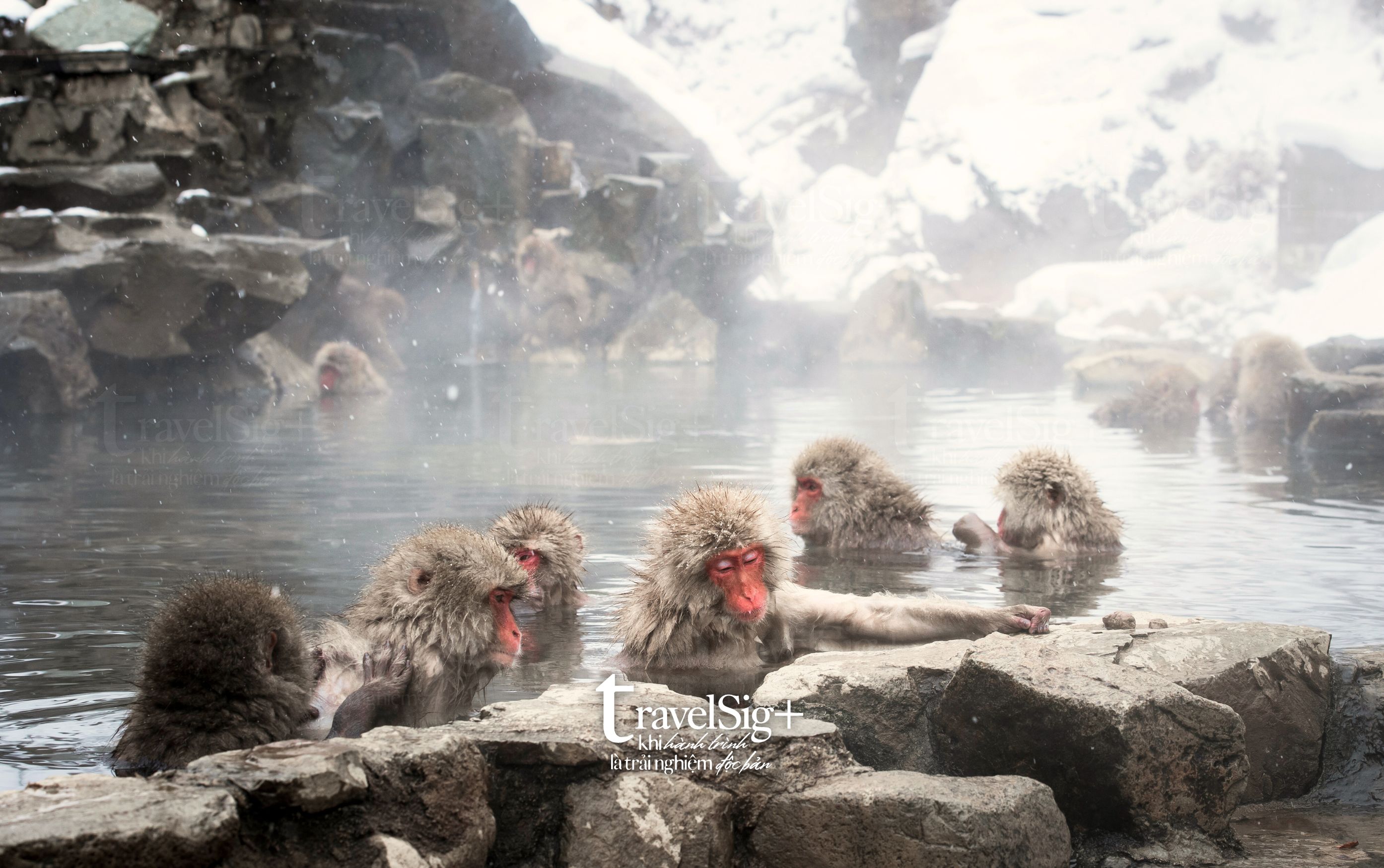 Jigokudani Snow Monkey Park, vũ điệu của thiên nhiên mùa đông