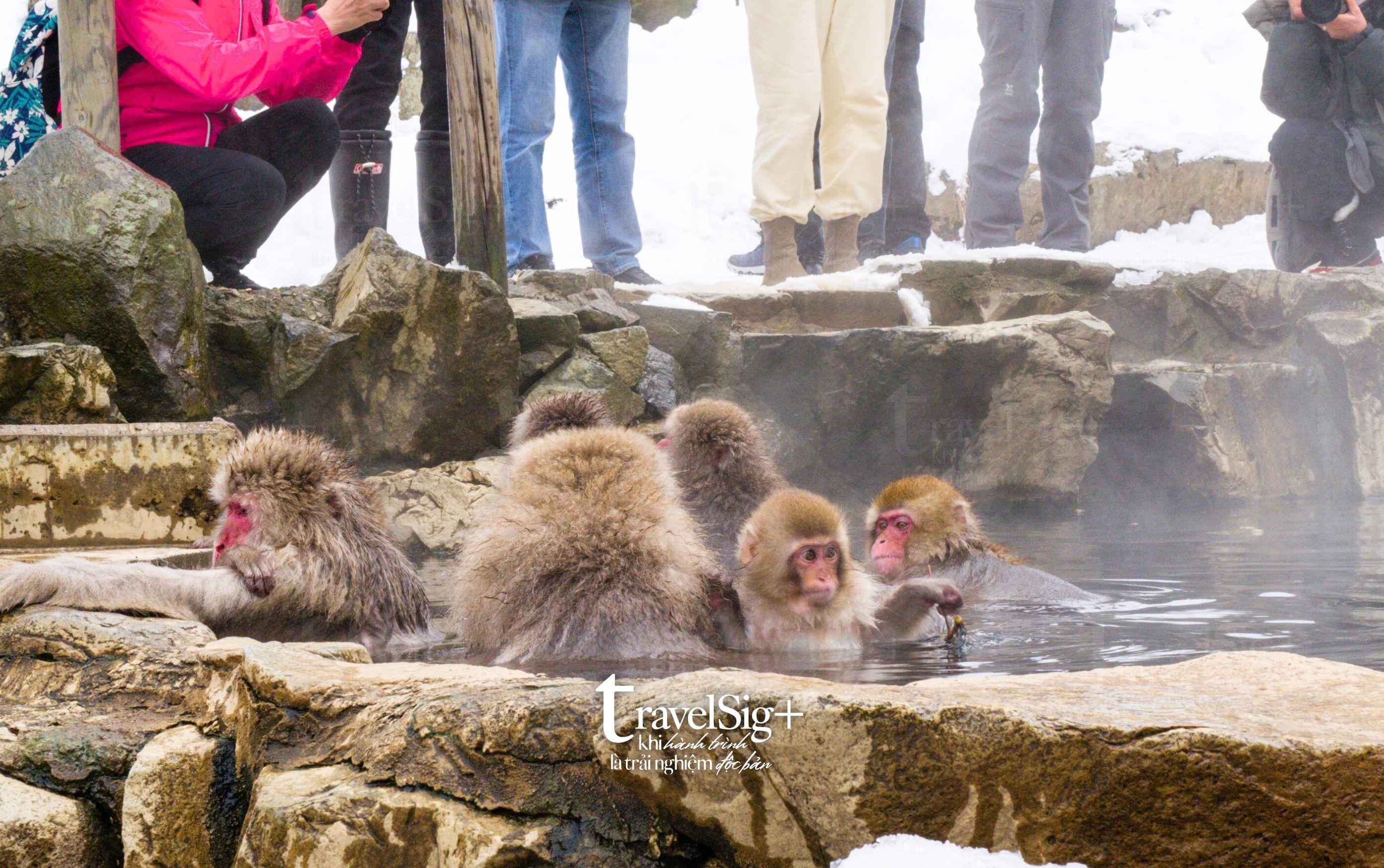 Jigokudani Snow Monkey Park, vũ điệu của thiên nhiên mùa đông