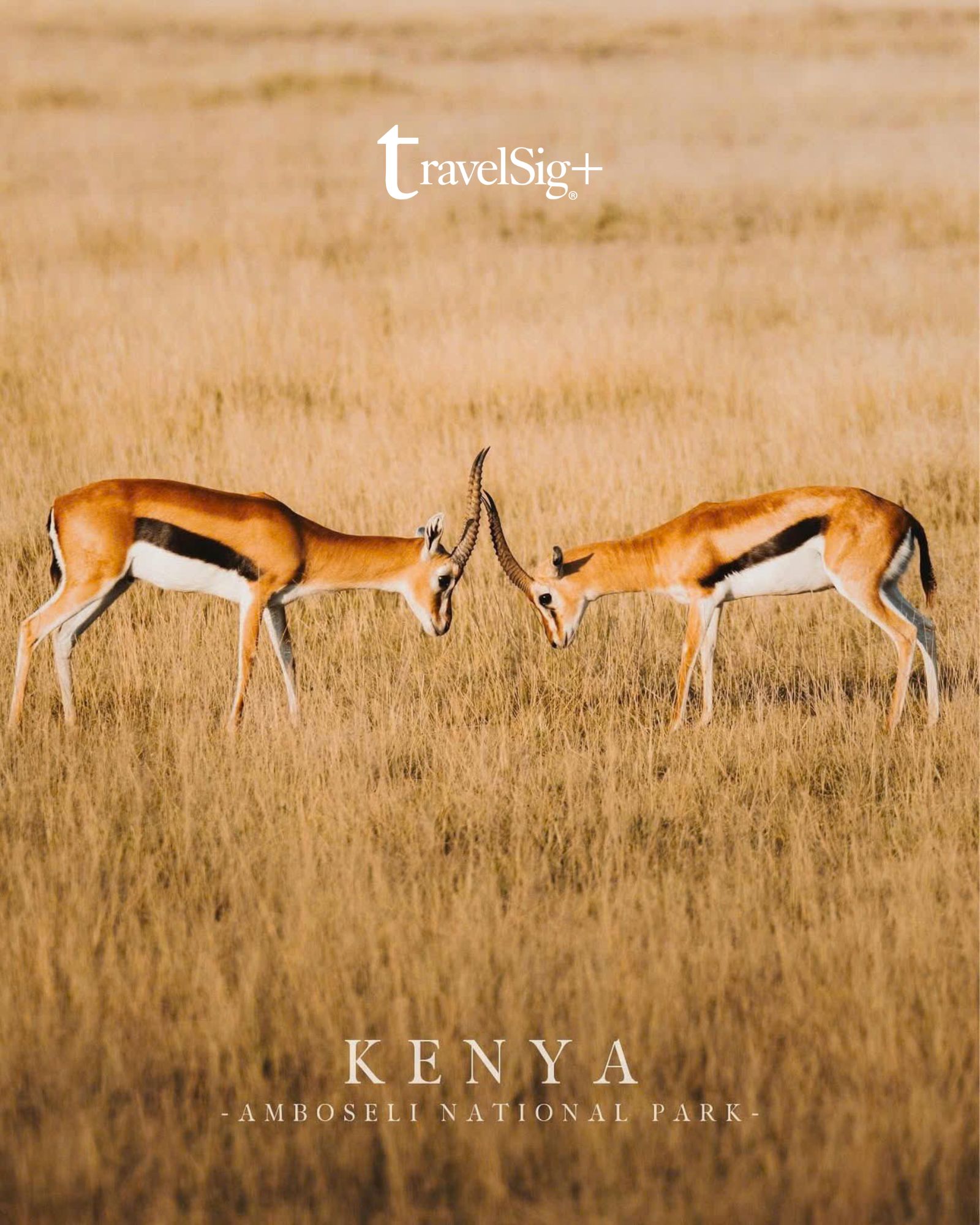 Kenya & Tanzania - Khi thiên nhiên hoang dã châu Phi kể những câu chuyện không lời