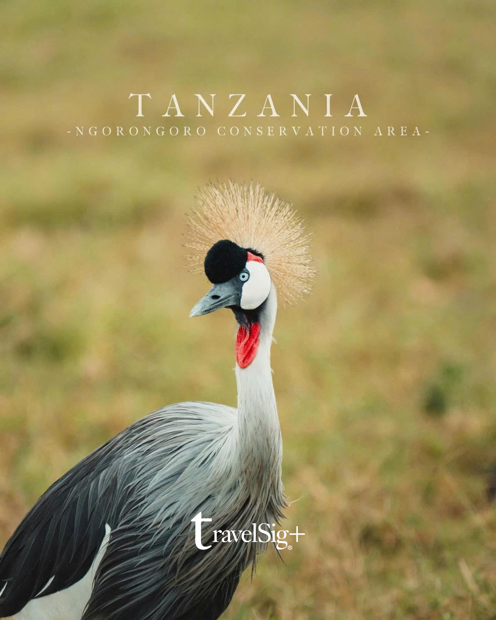 Kenya & Tanzania - Khi thiên nhiên hoang dã châu Phi kể những câu chuyện không lời