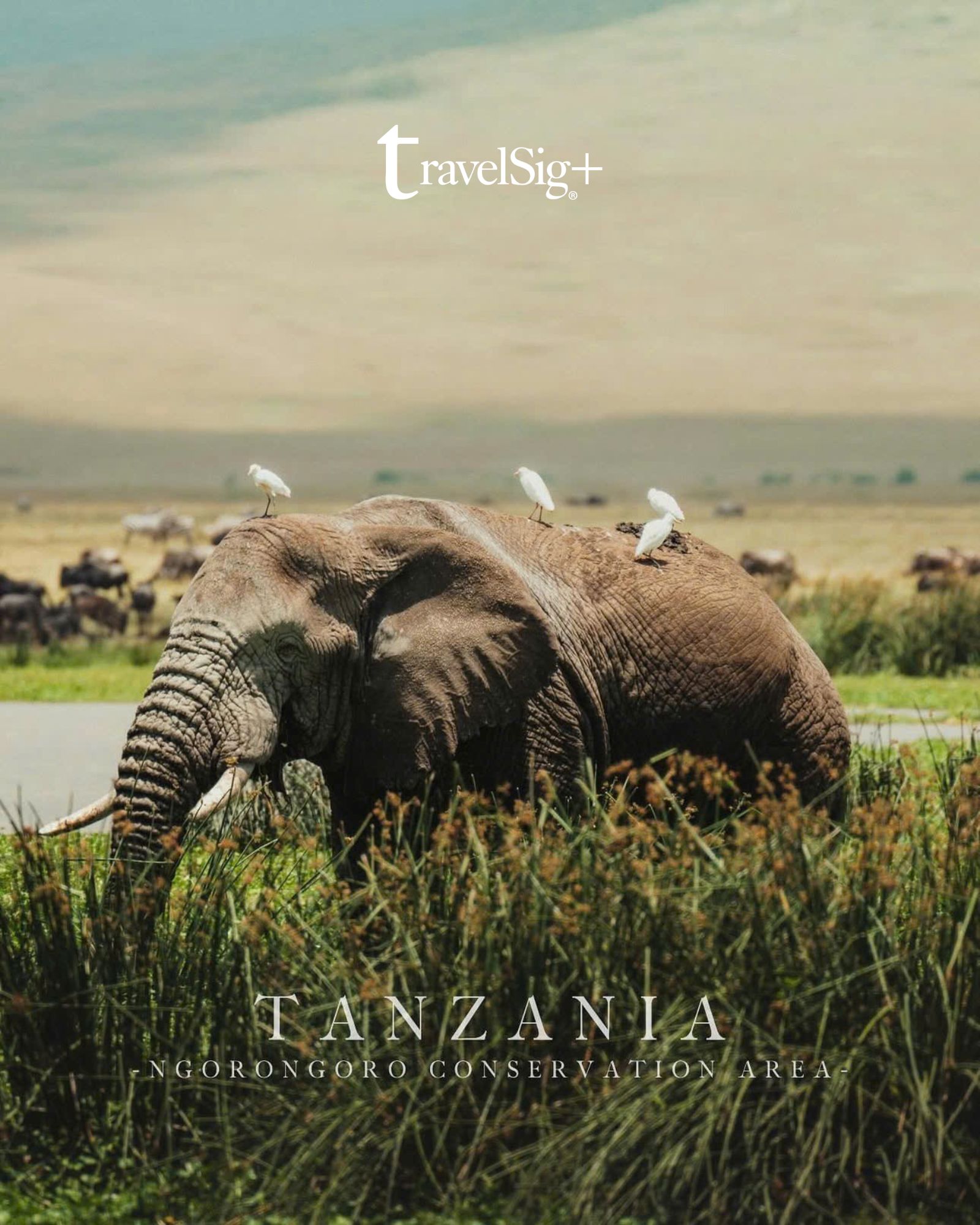 Kenya & Tanzania - Khi thiên nhiên hoang dã châu Phi kể những câu chuyện không lời