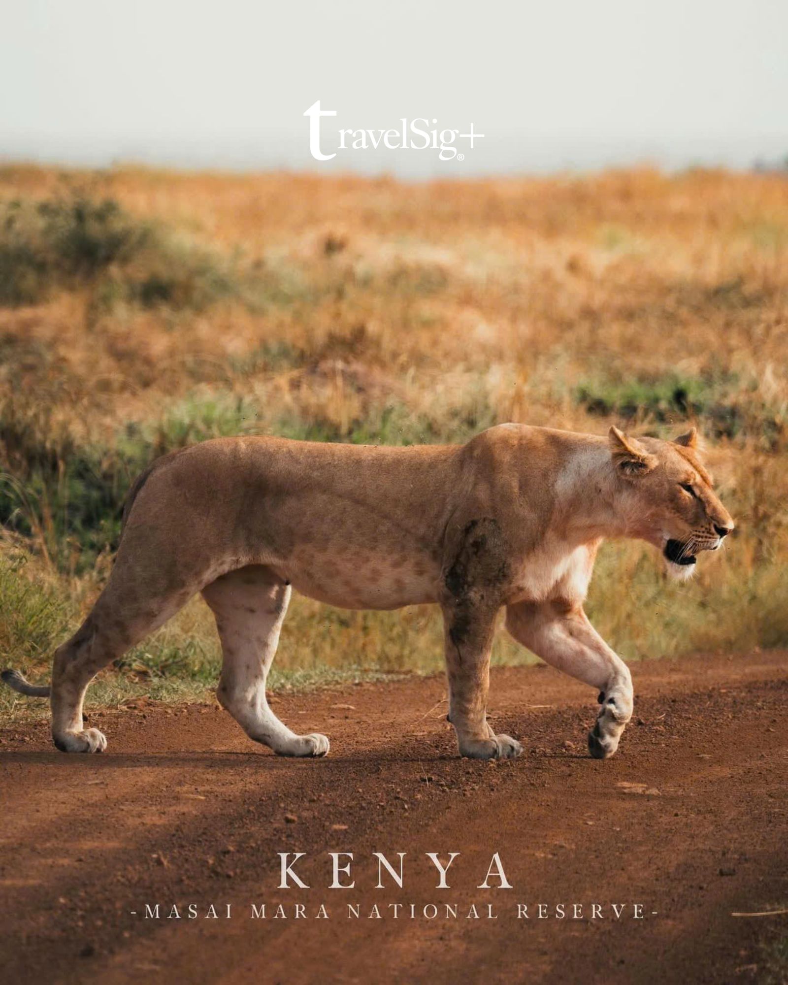 Kenya & Tanzania - Khi thiên nhiên hoang dã châu Phi kể những câu chuyện không lời