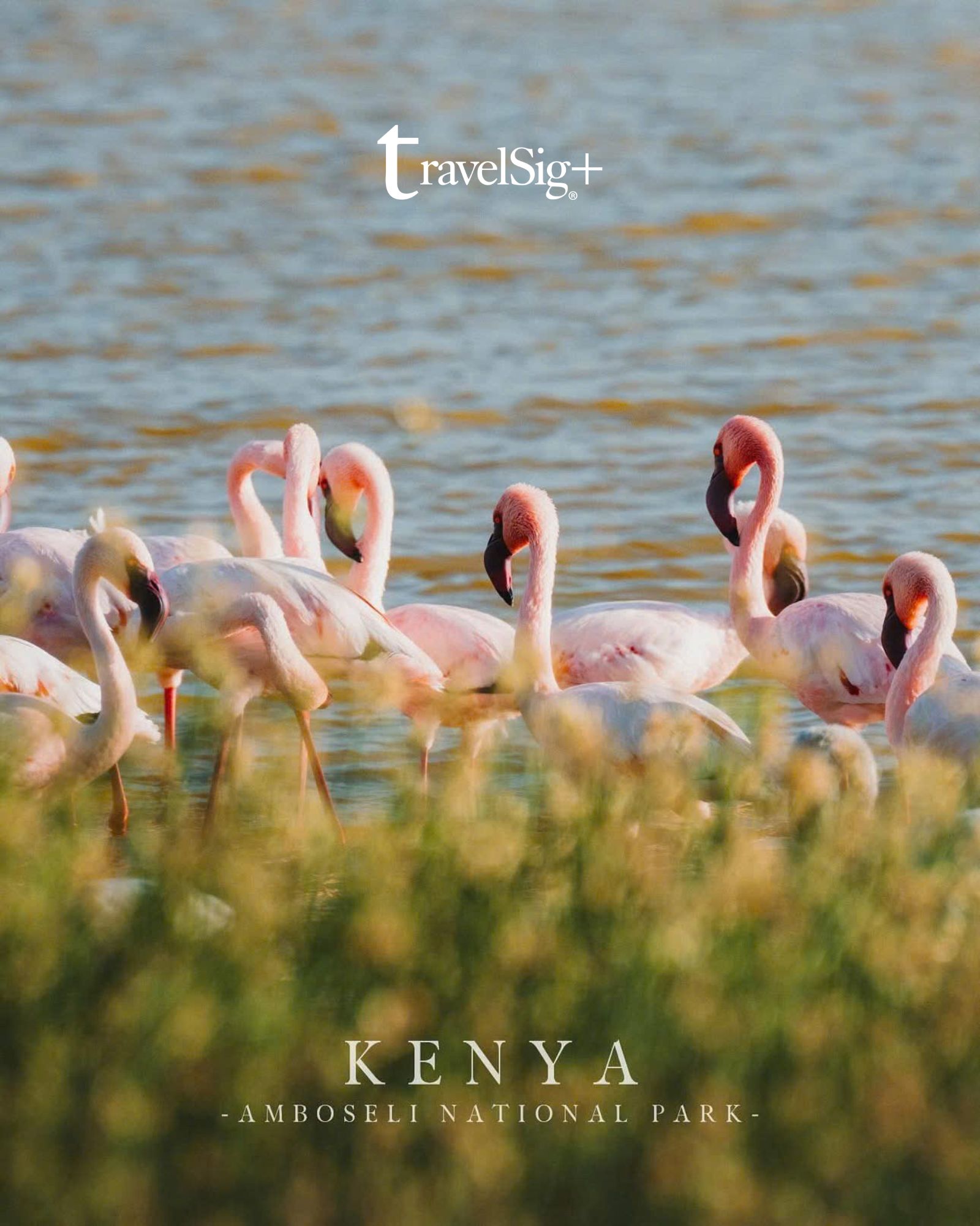 Kenya & Tanzania - Khi thiên nhiên hoang dã châu Phi kể những câu chuyện không lời