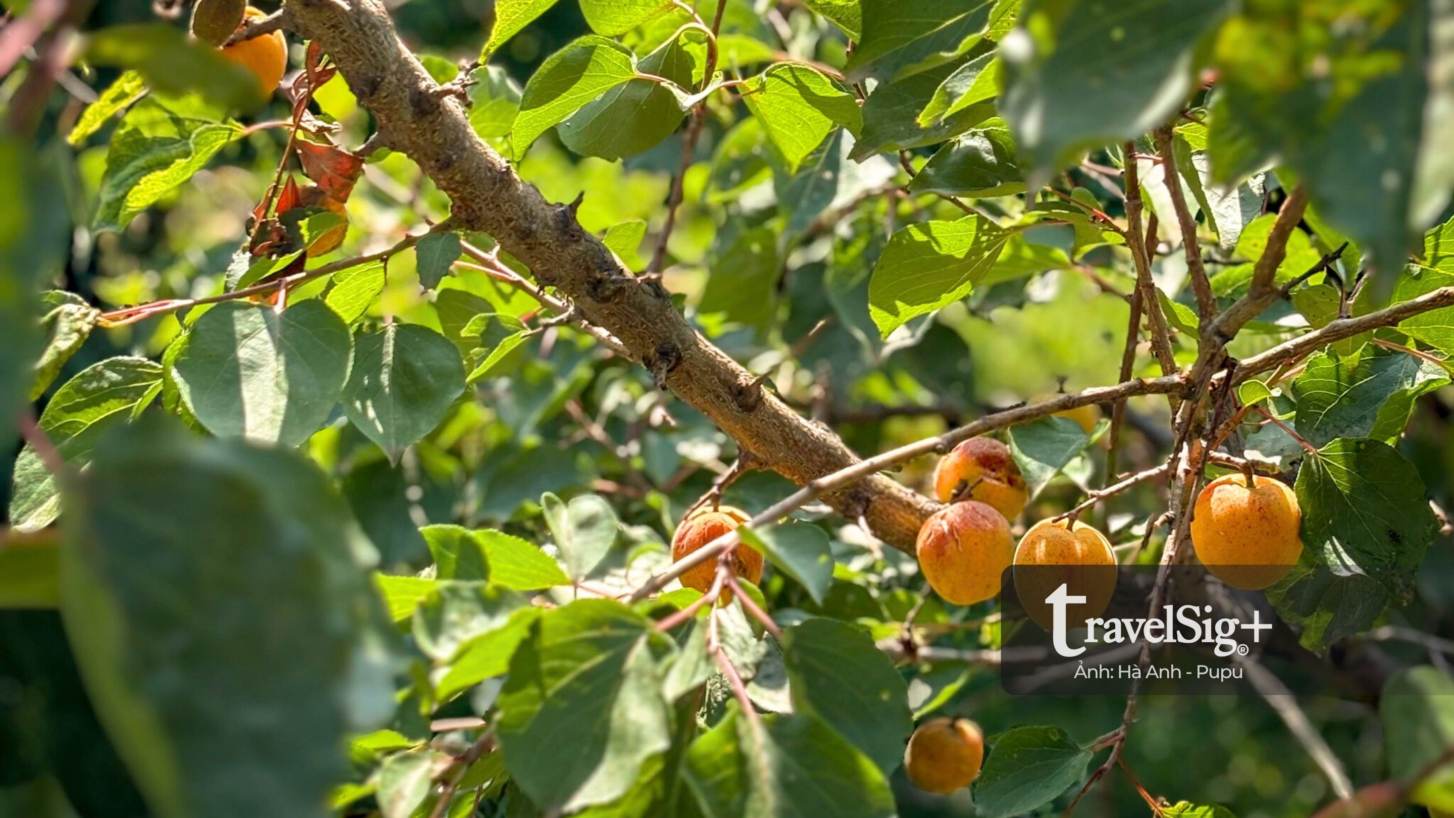 Khám phá Kyrgyzstan, hành trình tự lái xuyên Trung Á