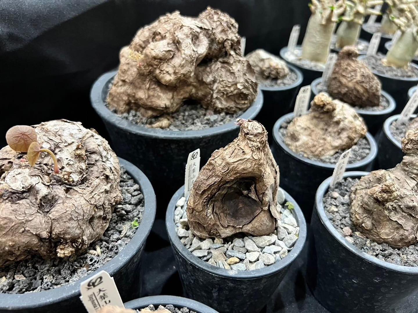 Khám phá xu hướng "deep green" tại triển lãm thực vật ở Đài Loan 2024