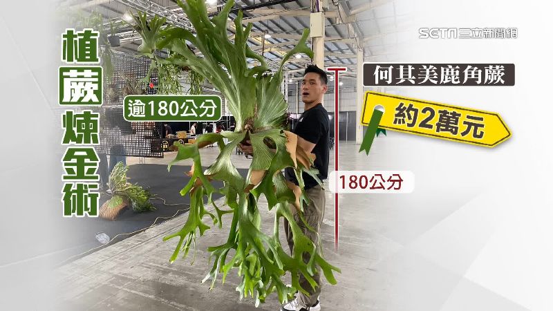 Khám phá xu hướng "deep green" tại triển lãm thực vật ở Đài Loan 2024