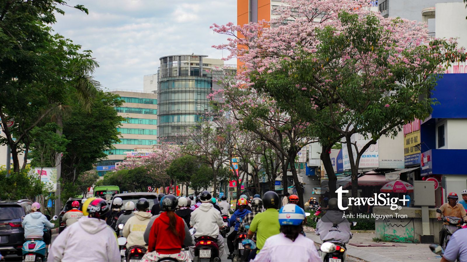 Không hẹn mà gặp lại mùa kèn hồng tháng 5 ở Sài Gòn