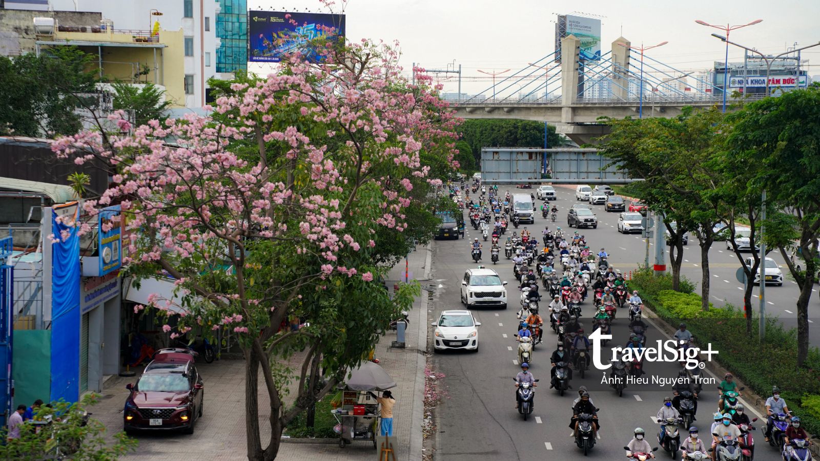 Không hẹn mà gặp lại mùa kèn hồng tháng 5 ở Sài Gòn