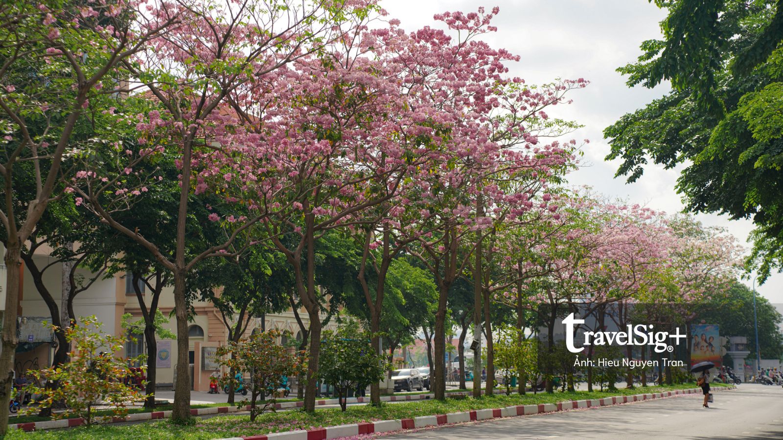 Không hẹn mà gặp lại mùa kèn hồng tháng 5 ở Sài Gòn