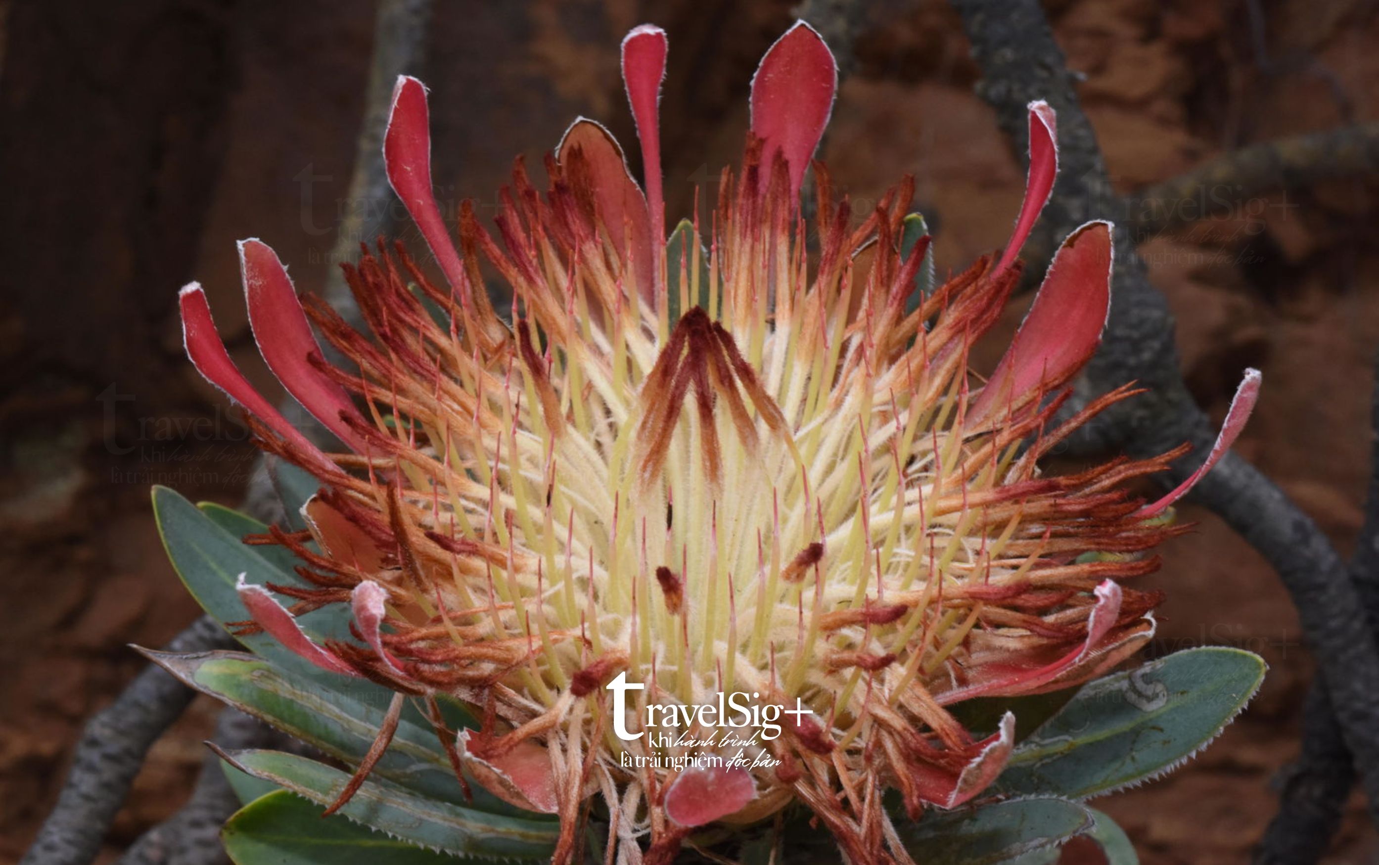 King Protea, biểu tượng huyền bí của Nam Phi