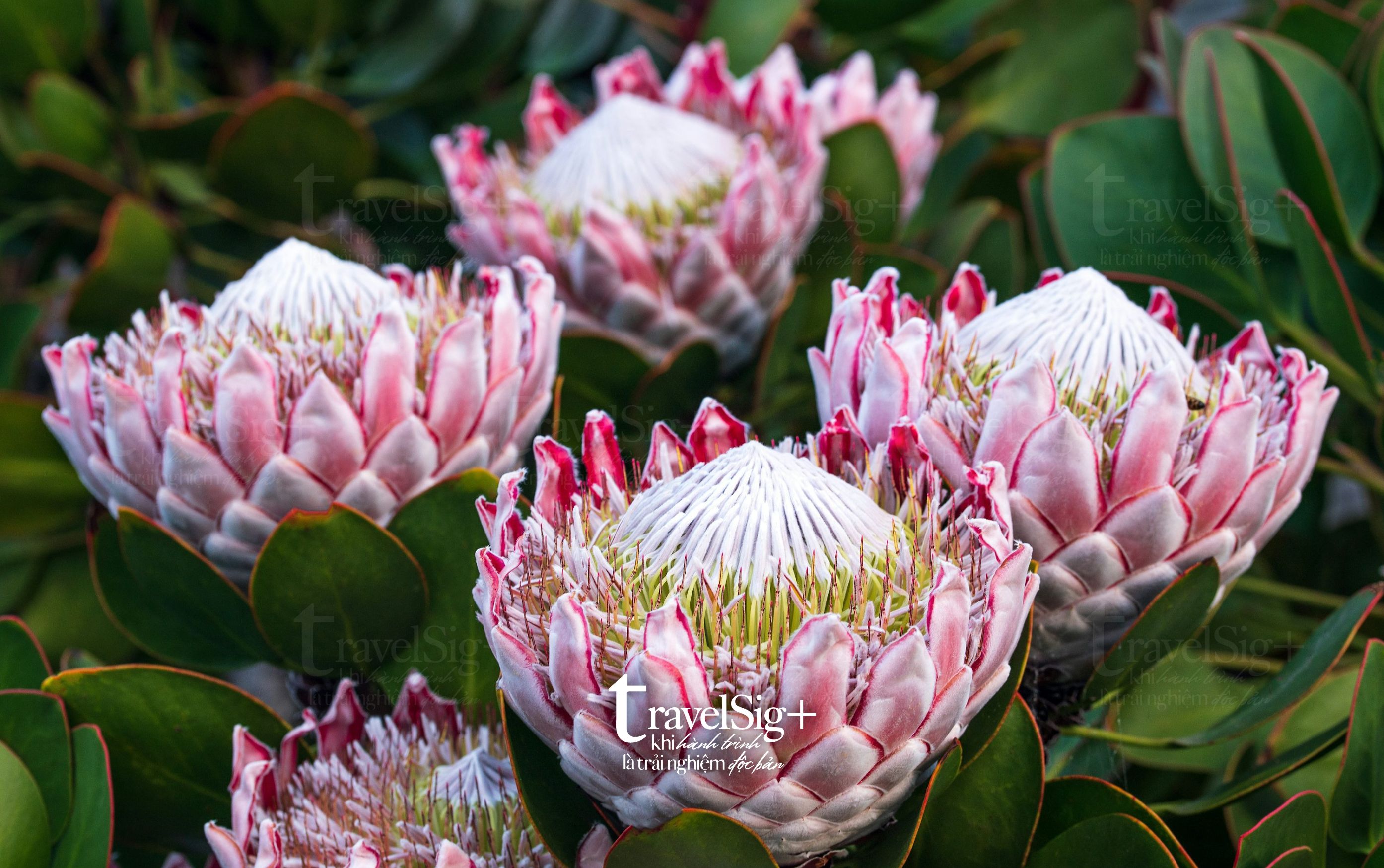 King Protea, biểu tượng huyền bí của Nam Phi