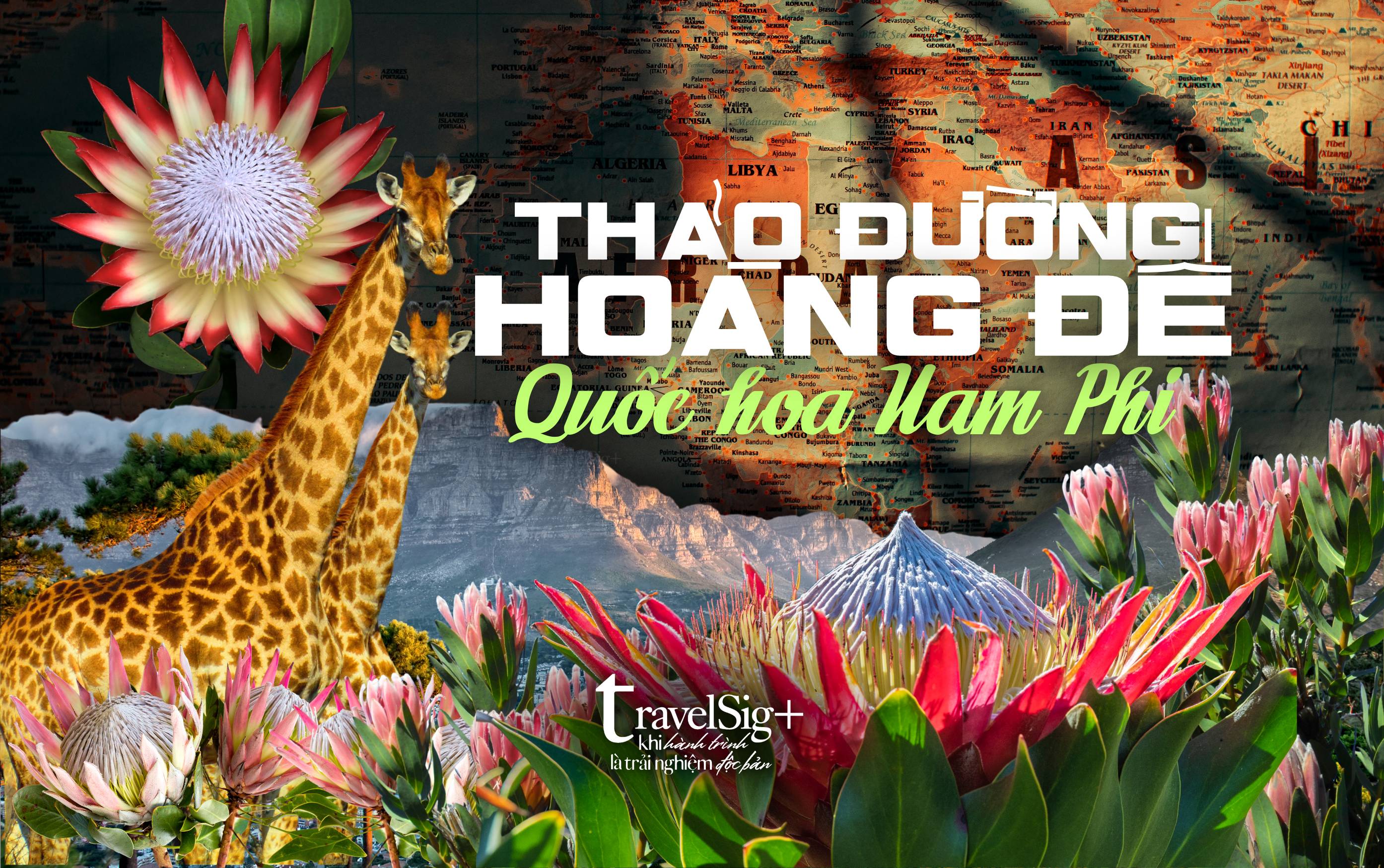 King Protea, biểu tượng huyền bí của Nam Phi