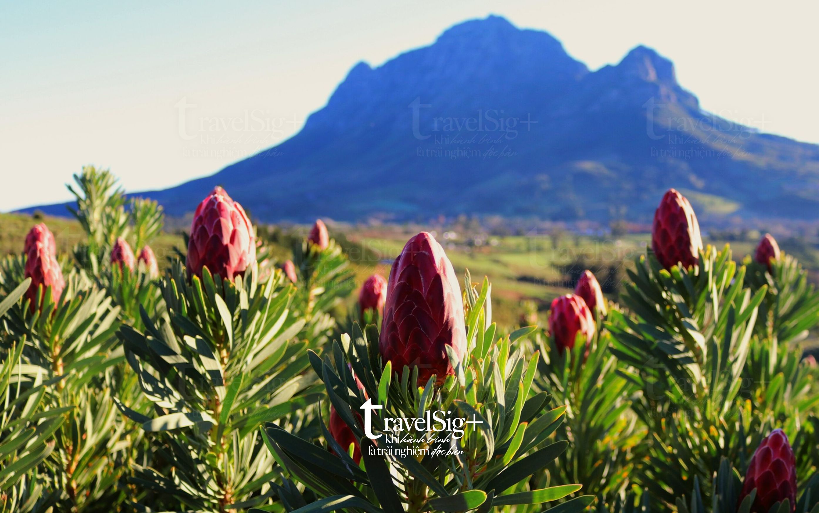 King Protea, biểu tượng huyền bí của Nam Phi