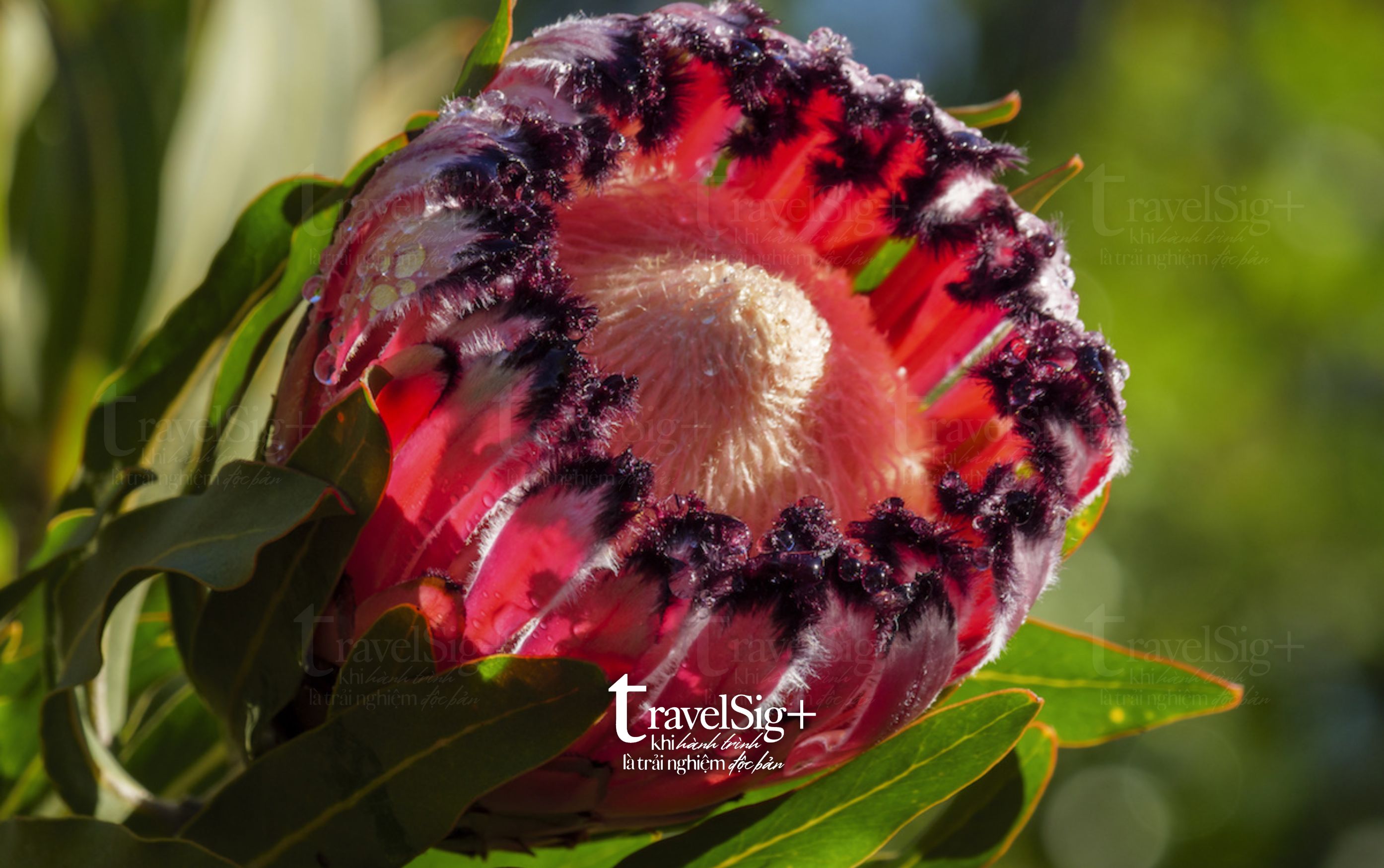 King Protea, biểu tượng huyền bí của Nam Phi