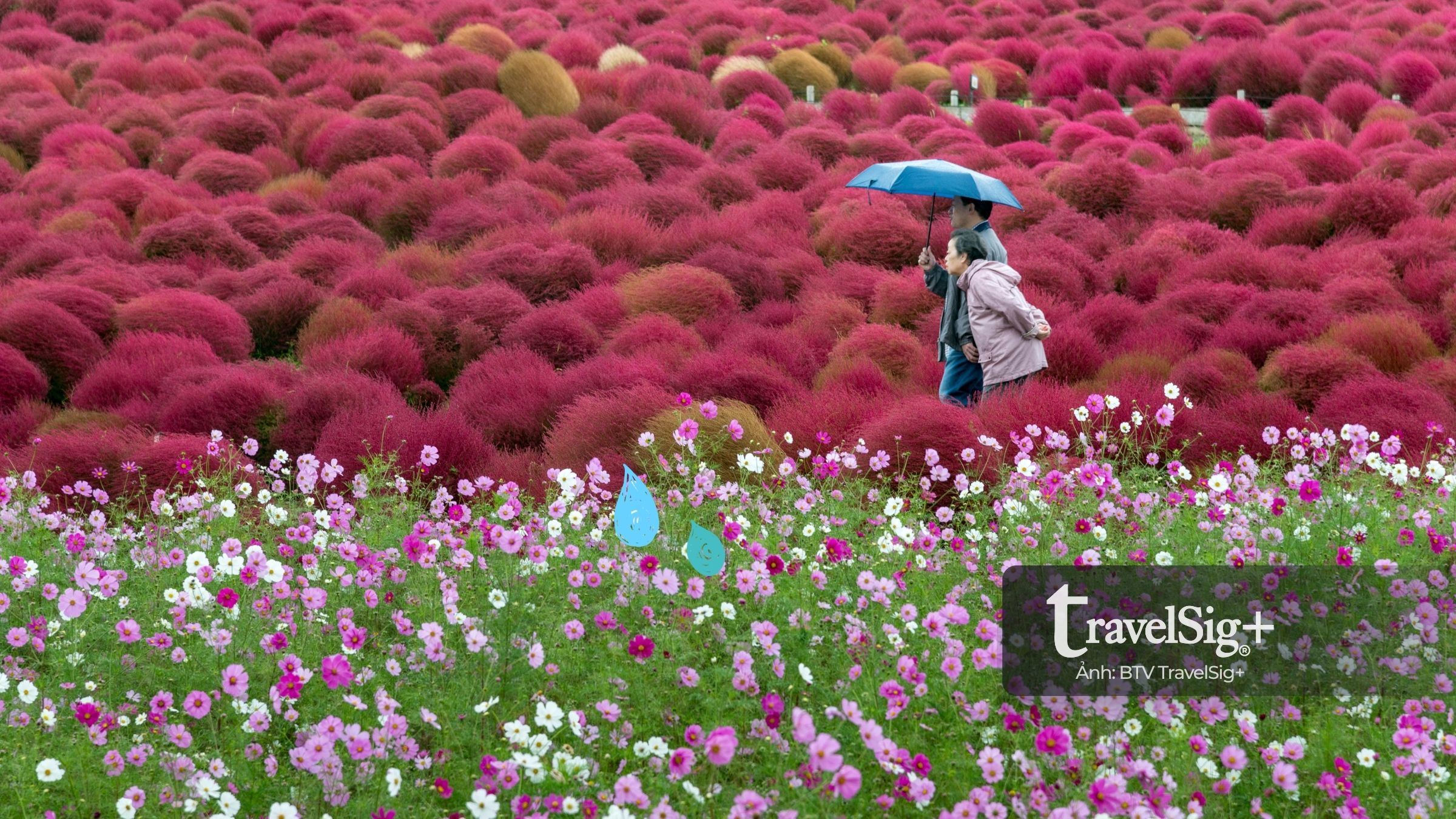 Kochia - Bản giao hưởng đỏ rực của mùa thu Nhật Bản