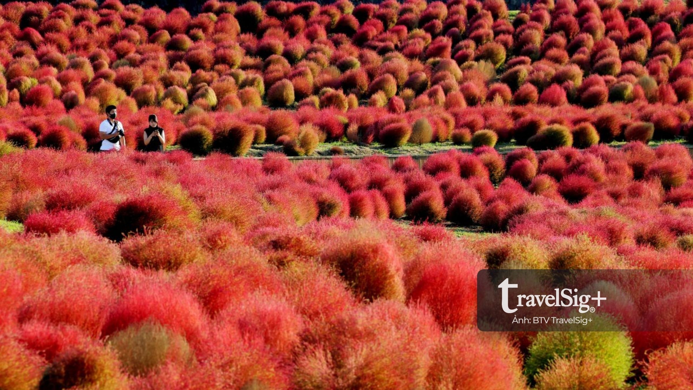 Kochia - Bản giao hưởng đỏ rực của mùa thu Nhật Bản