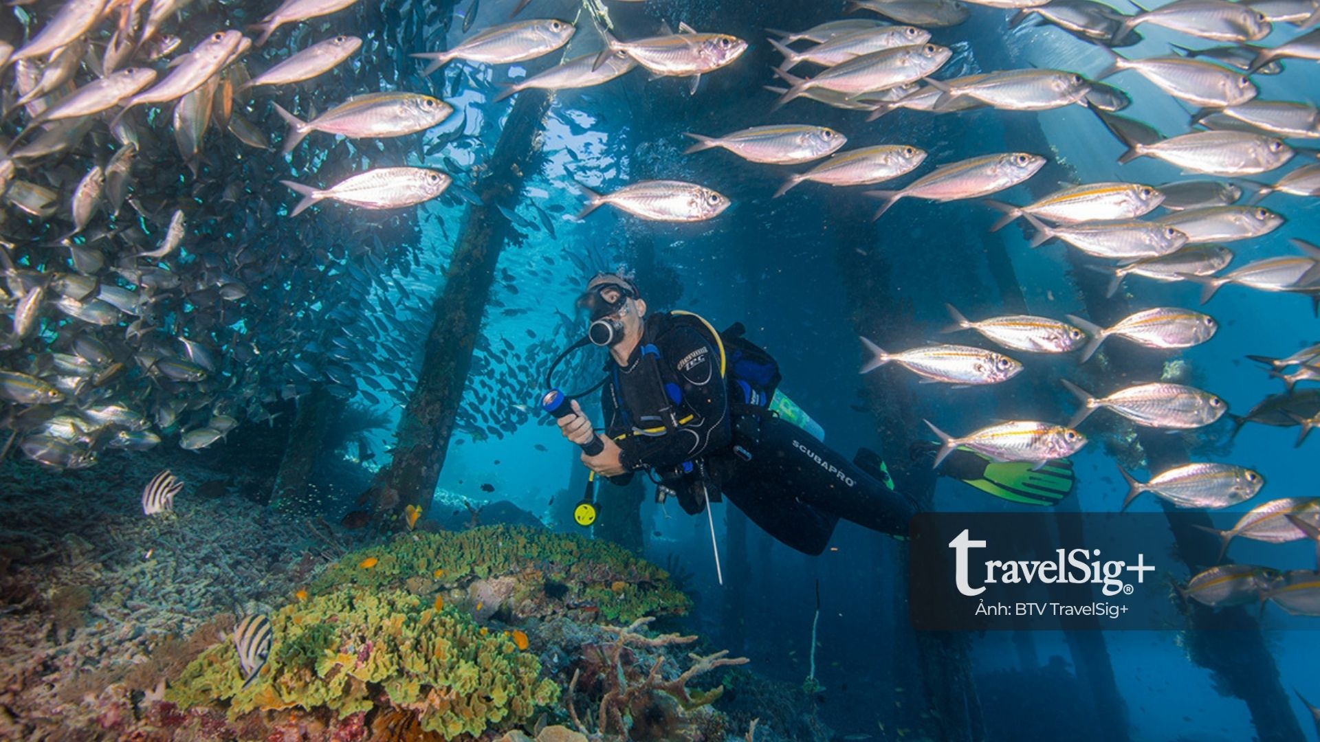 Lặn biển ở Raja Ampat - Thiên đường san hô rực rỡ của Indonesia