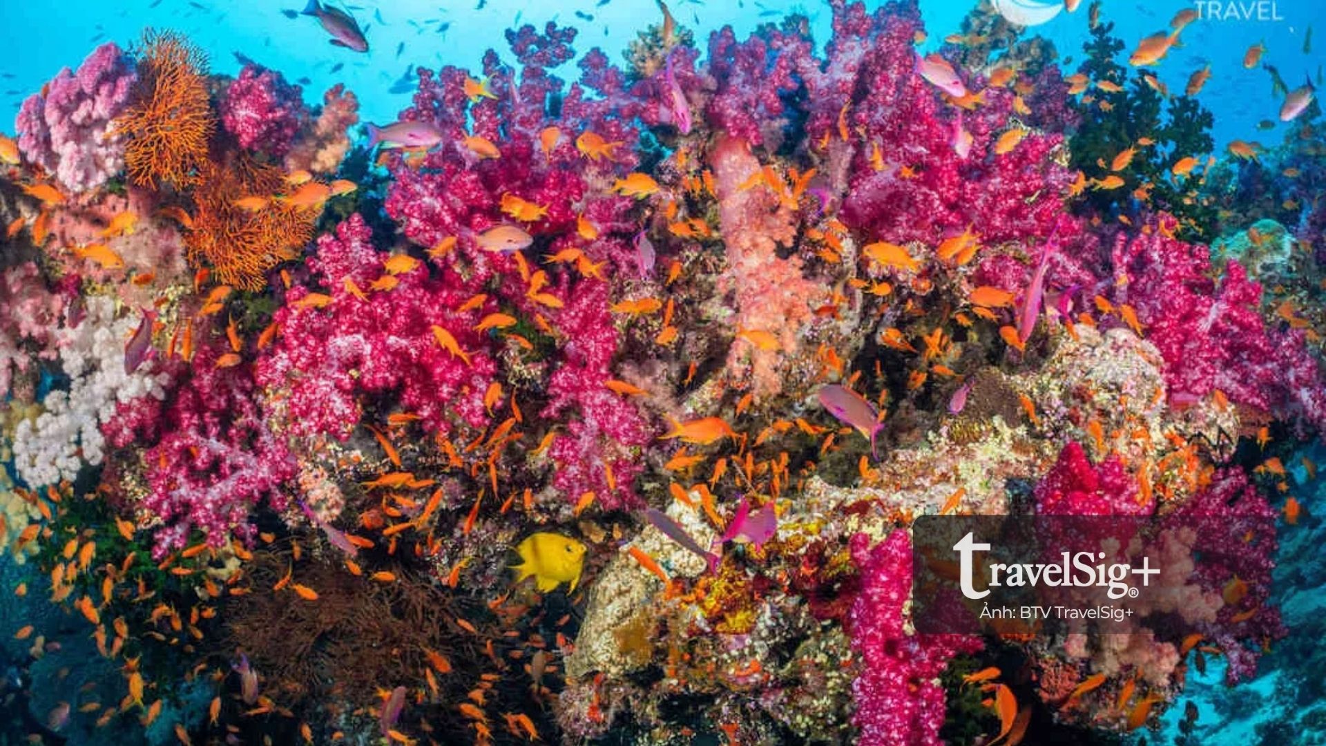 Lặn biển ở Raja Ampat - Thiên đường san hô rực rỡ của Indonesia