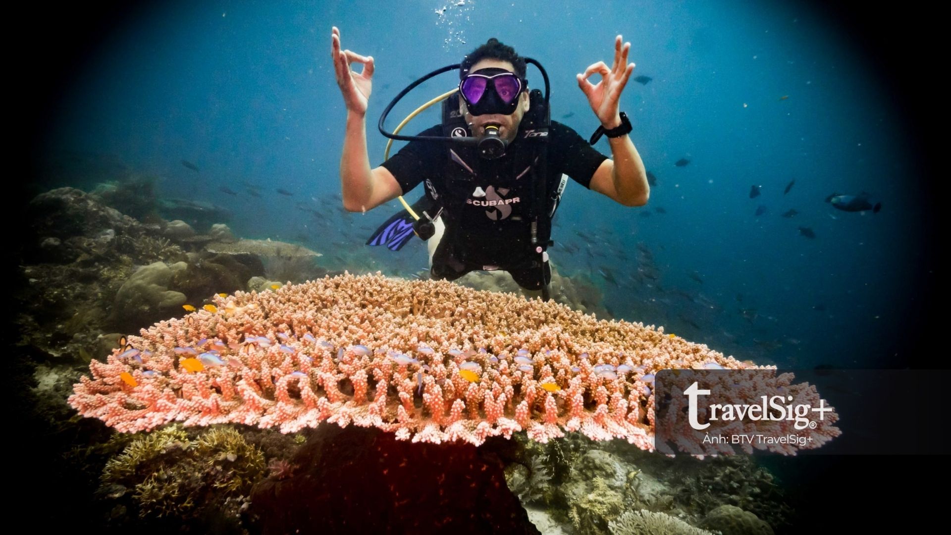 Lặn biển ở Raja Ampat - Thiên đường san hô rực rỡ của Indonesia